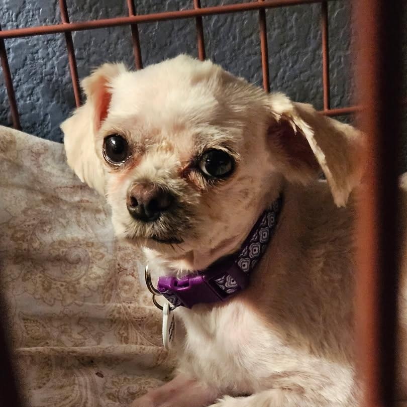 Laverne, a Adoptable mixed breed in Phoenix, AZ image 6/6