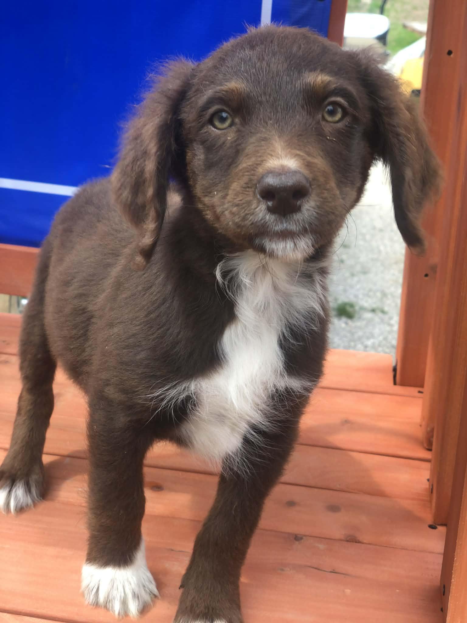 Enlarge Hershey , an adopted mixed breed in Campton, KY image 1/4