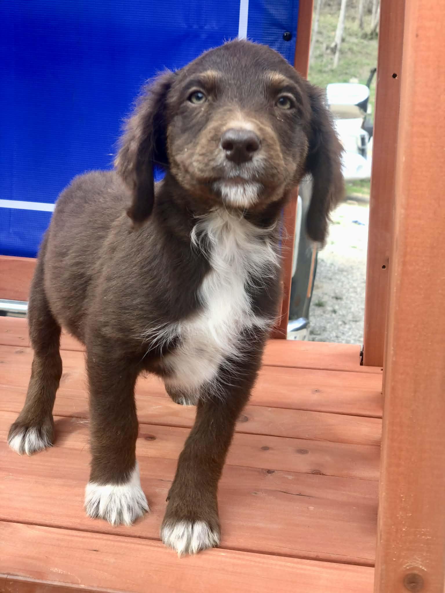 Enlarge Hershey , an adopted mixed breed in Campton, KY image 4/4