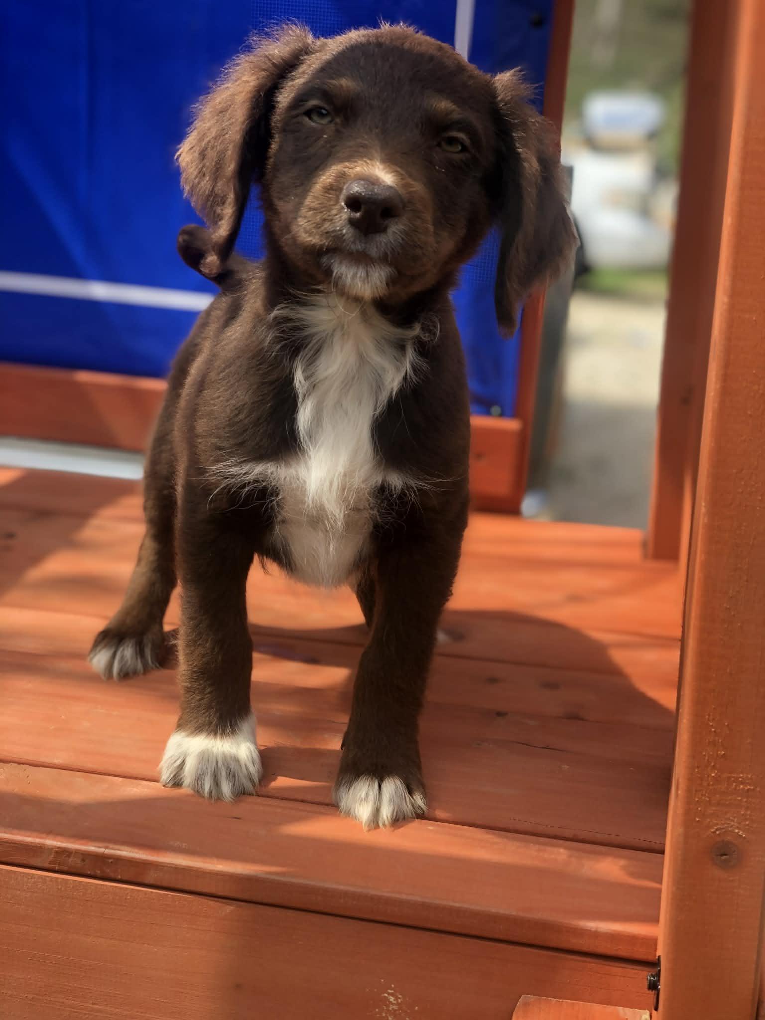 Enlarge Hershey , an adopted mixed breed in Campton, KY image 2/4