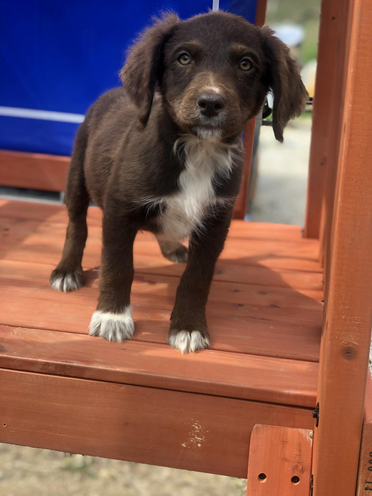 Enlarge Hershey , an adopted mixed breed in Campton, KY image 3/4