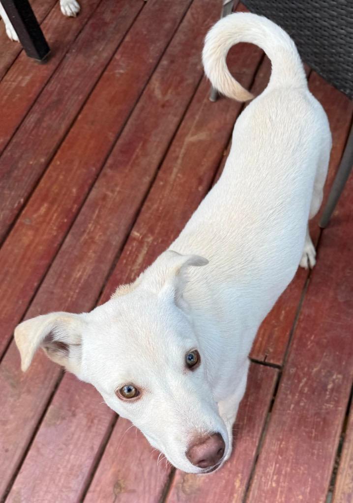 Hero, Adoptable, Puppy Male Yellow Labrador Retriever.