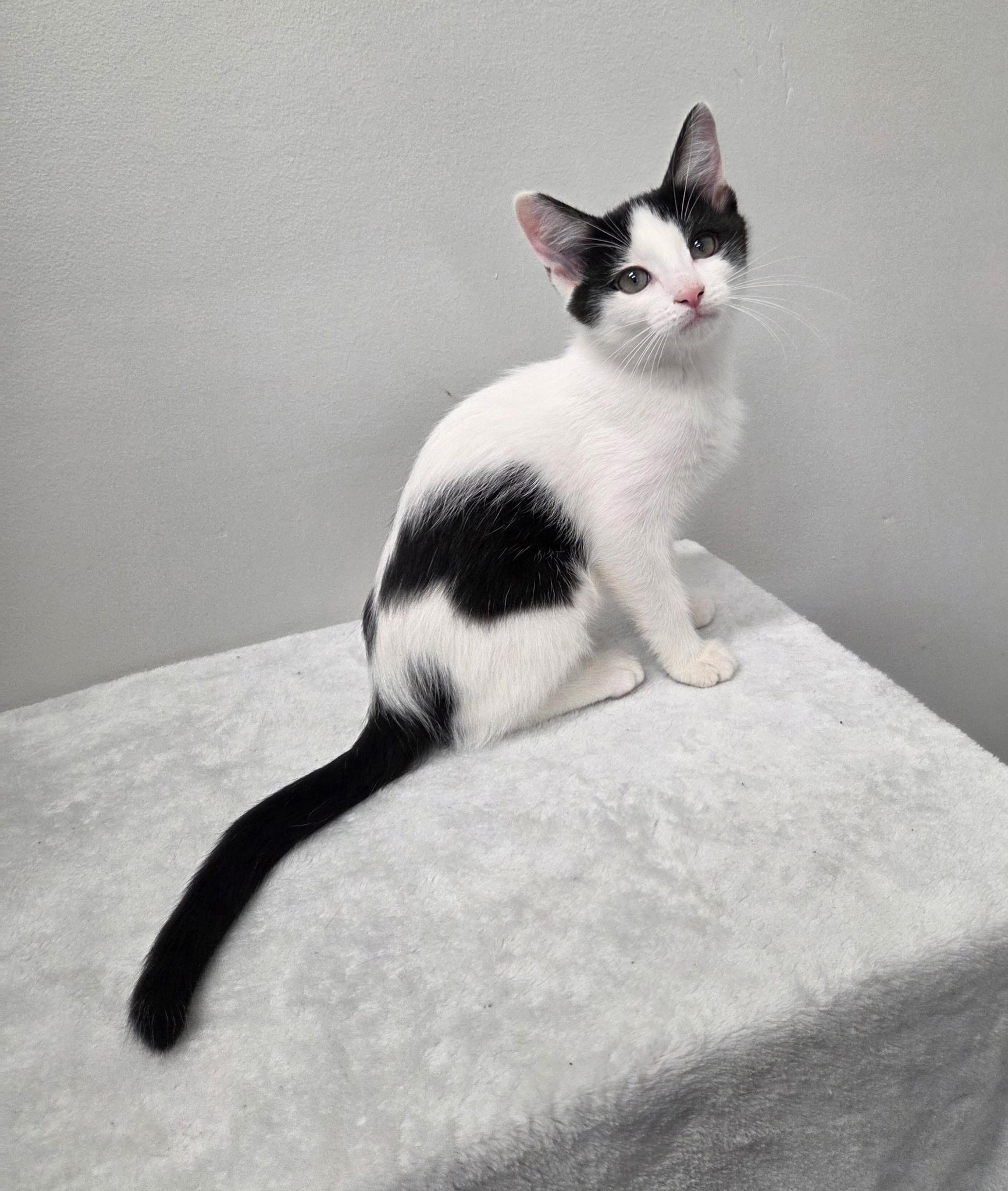 Enlarge Velma, a Adoptable Domestic Short Hair in High Ridge, MO image 2/3