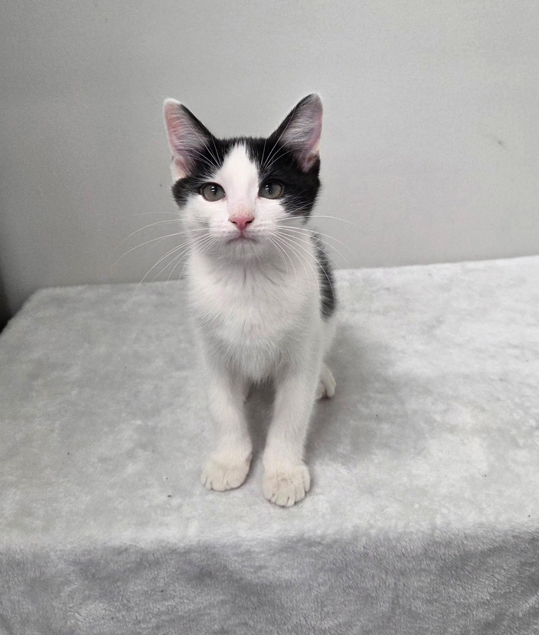 Velma, Adoptable, Kitten Female Domestic Short Hair.