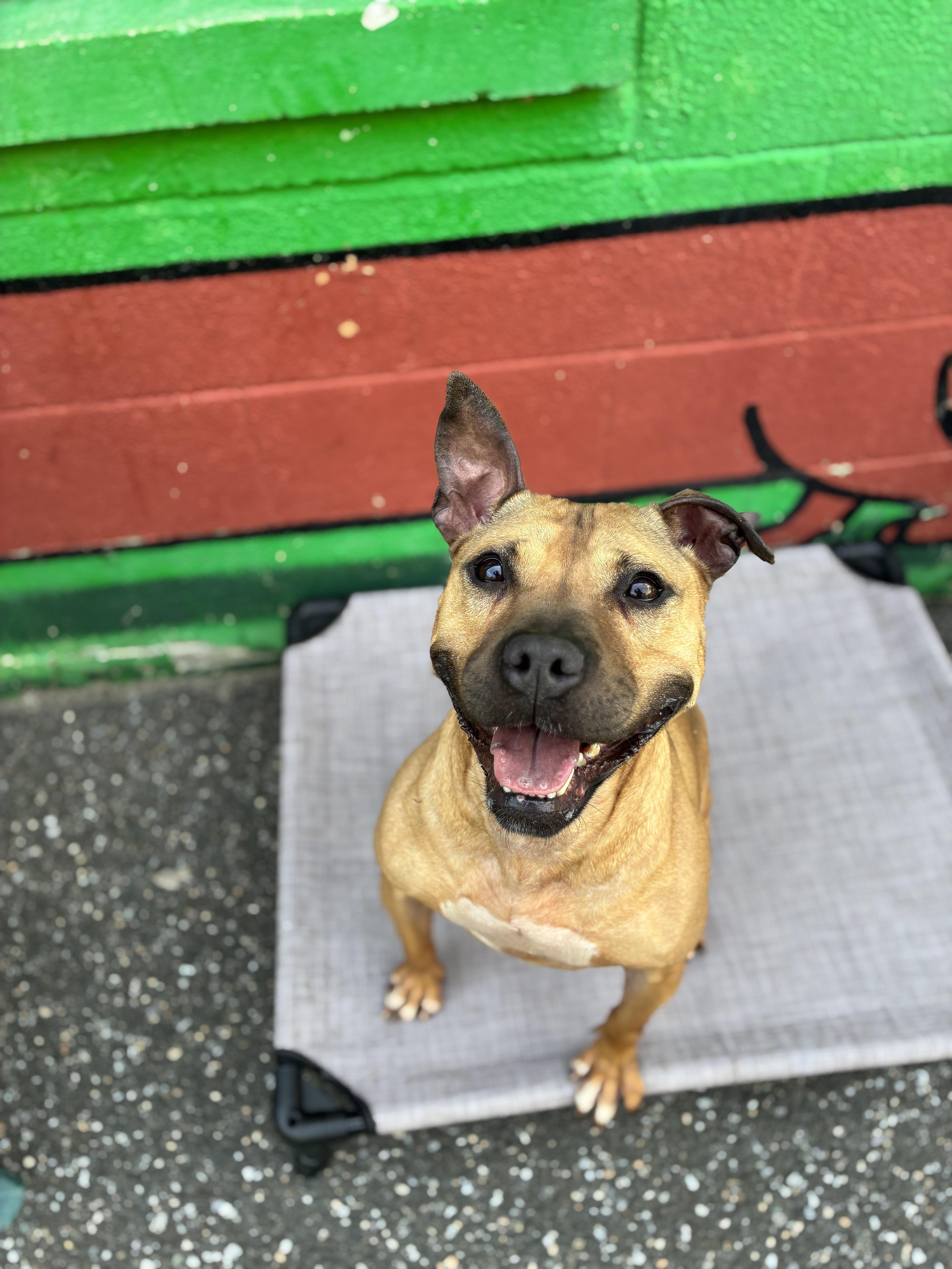 Cardi, Adoptable, Adult Female Pit Bull Terrier.