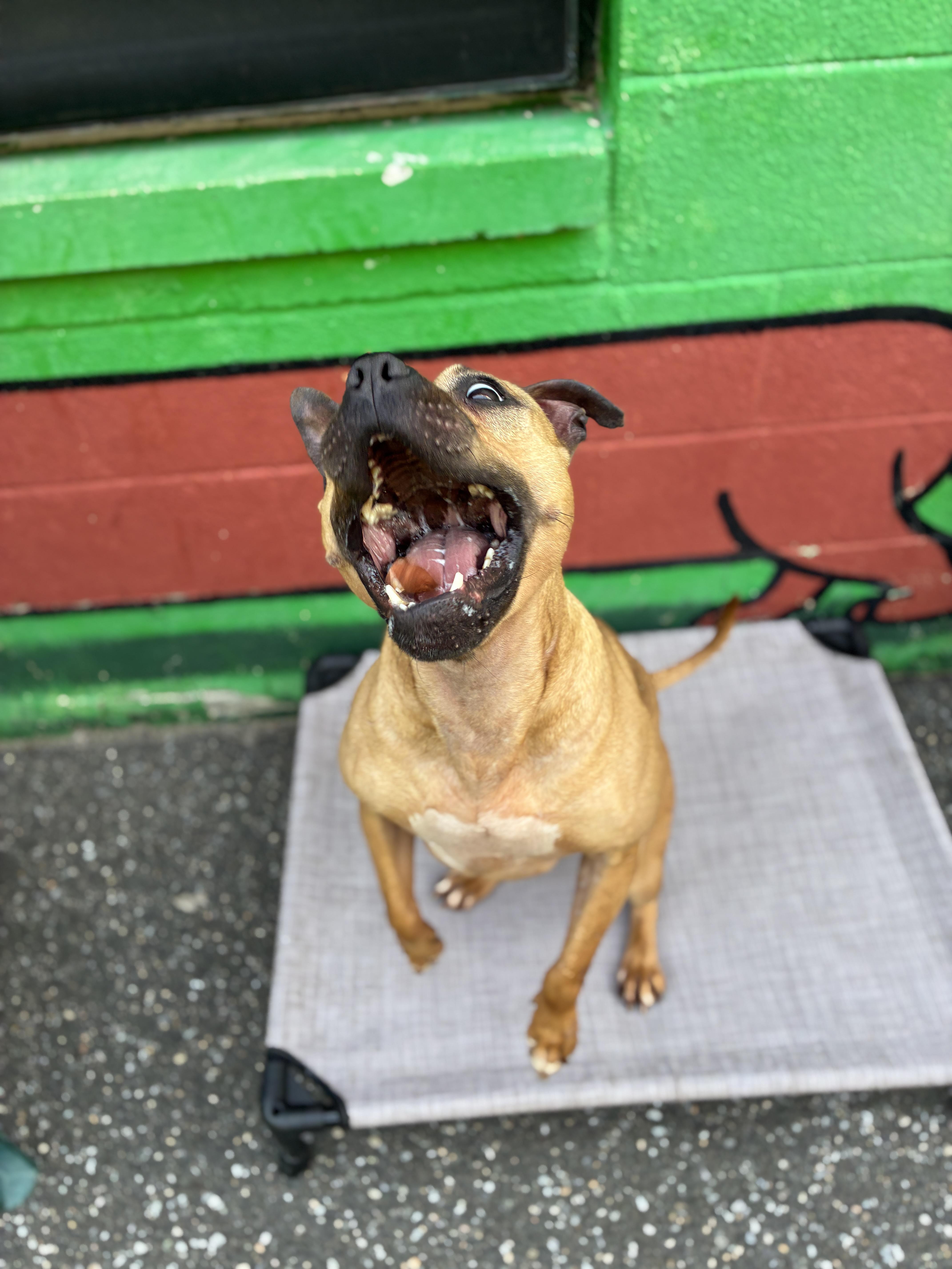 Enlarge Cardi, a Adoptable Pit Bull Terrier in Port Washington, NY image 2/5