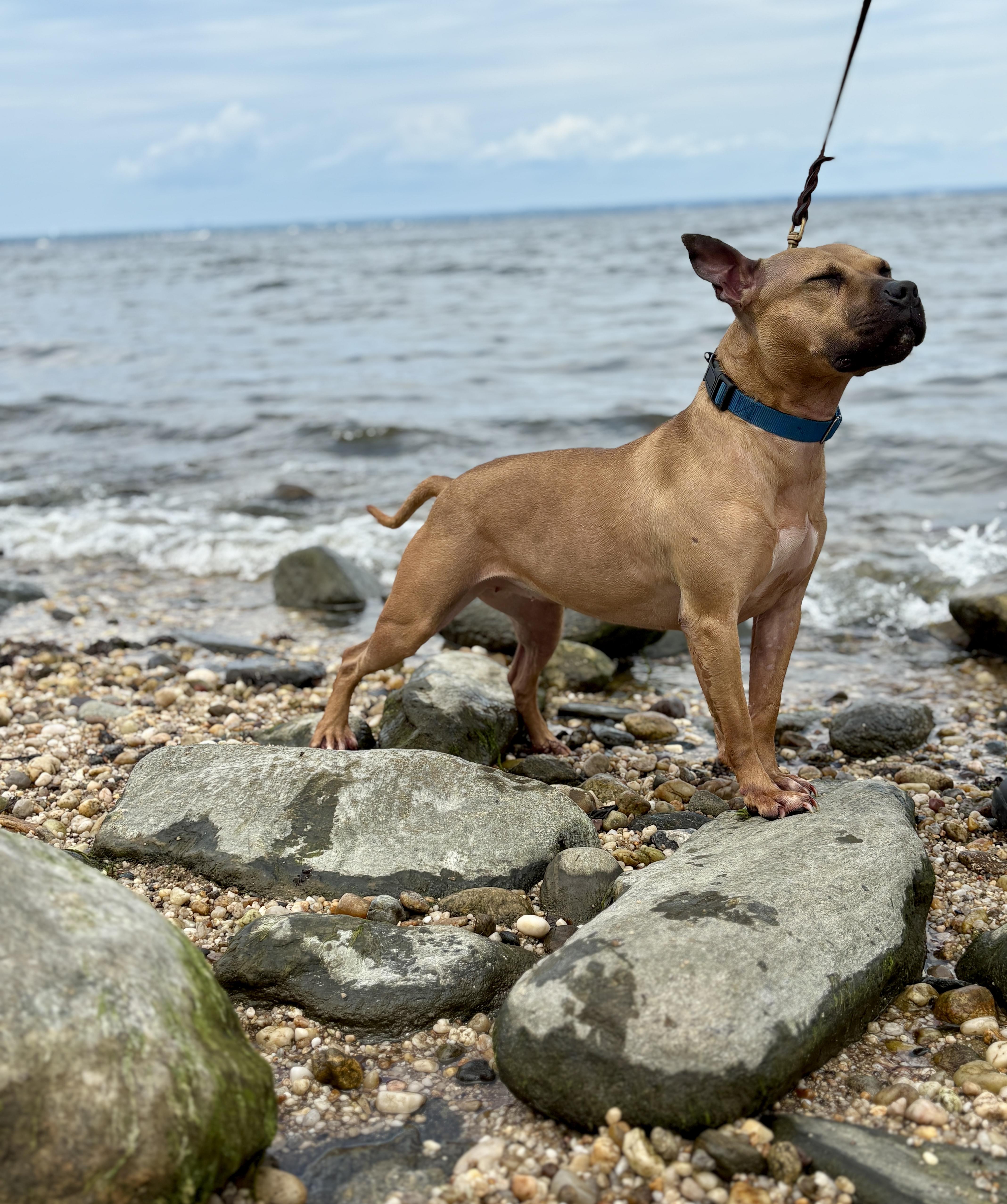 Enlarge Cardi, a Adoptable Pit Bull Terrier in Port Washington, NY image 2/6