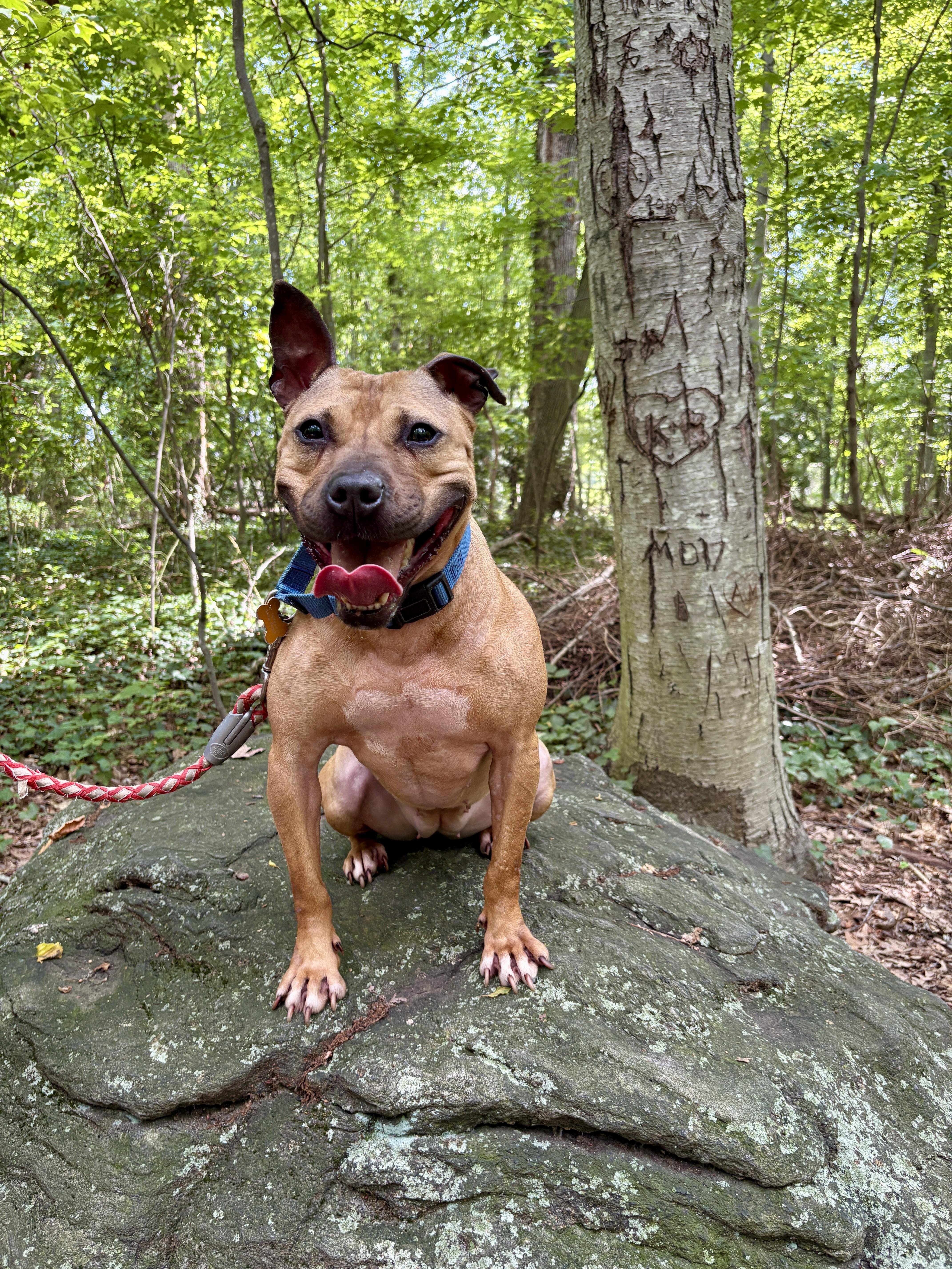 Enlarge Cardi, a Adoptable Pit Bull Terrier in Port Washington, NY image 3/6