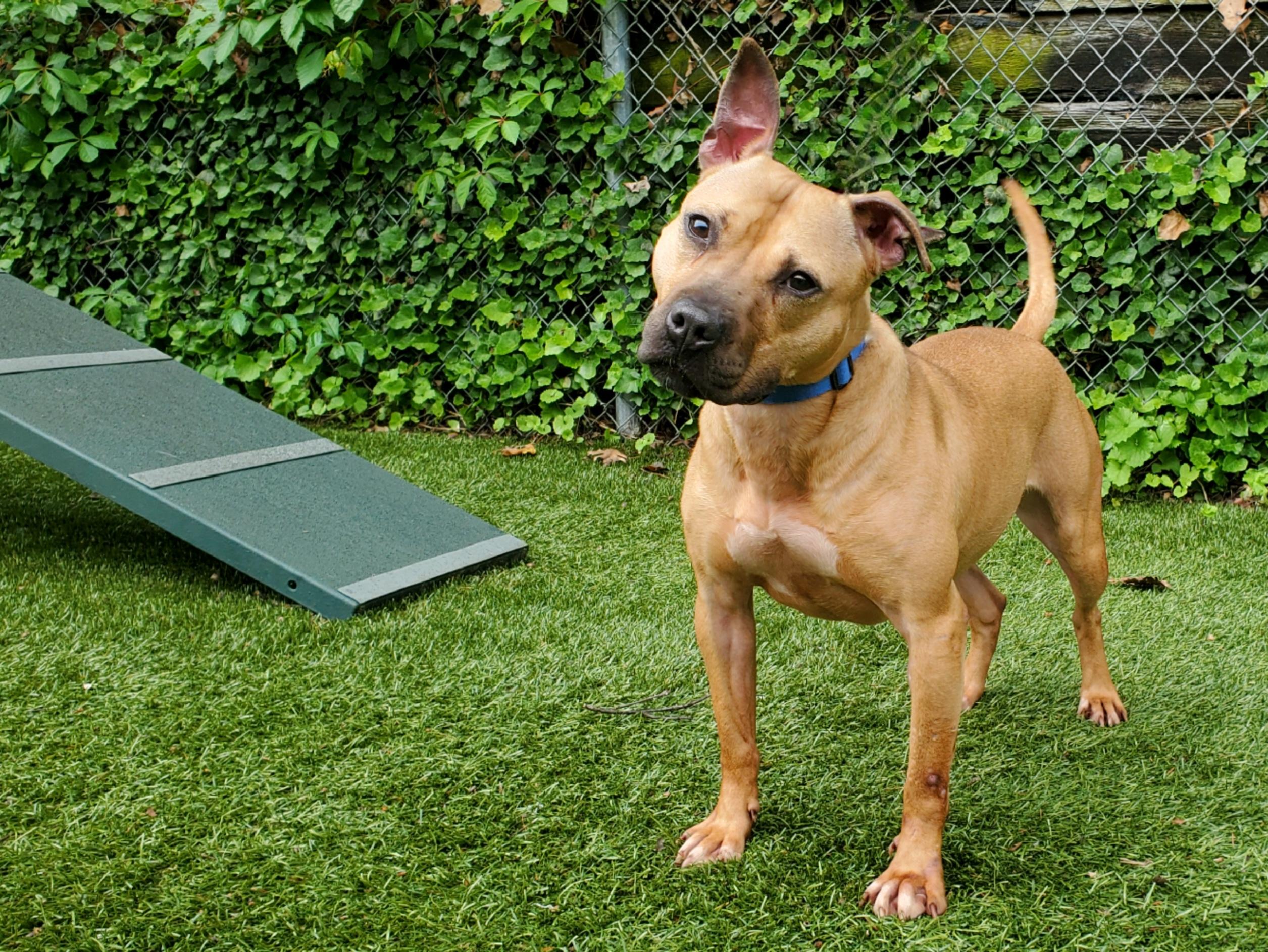 Enlarge Cardi, a Adoptable Pit Bull Terrier in Port Washington, NY image 1/3