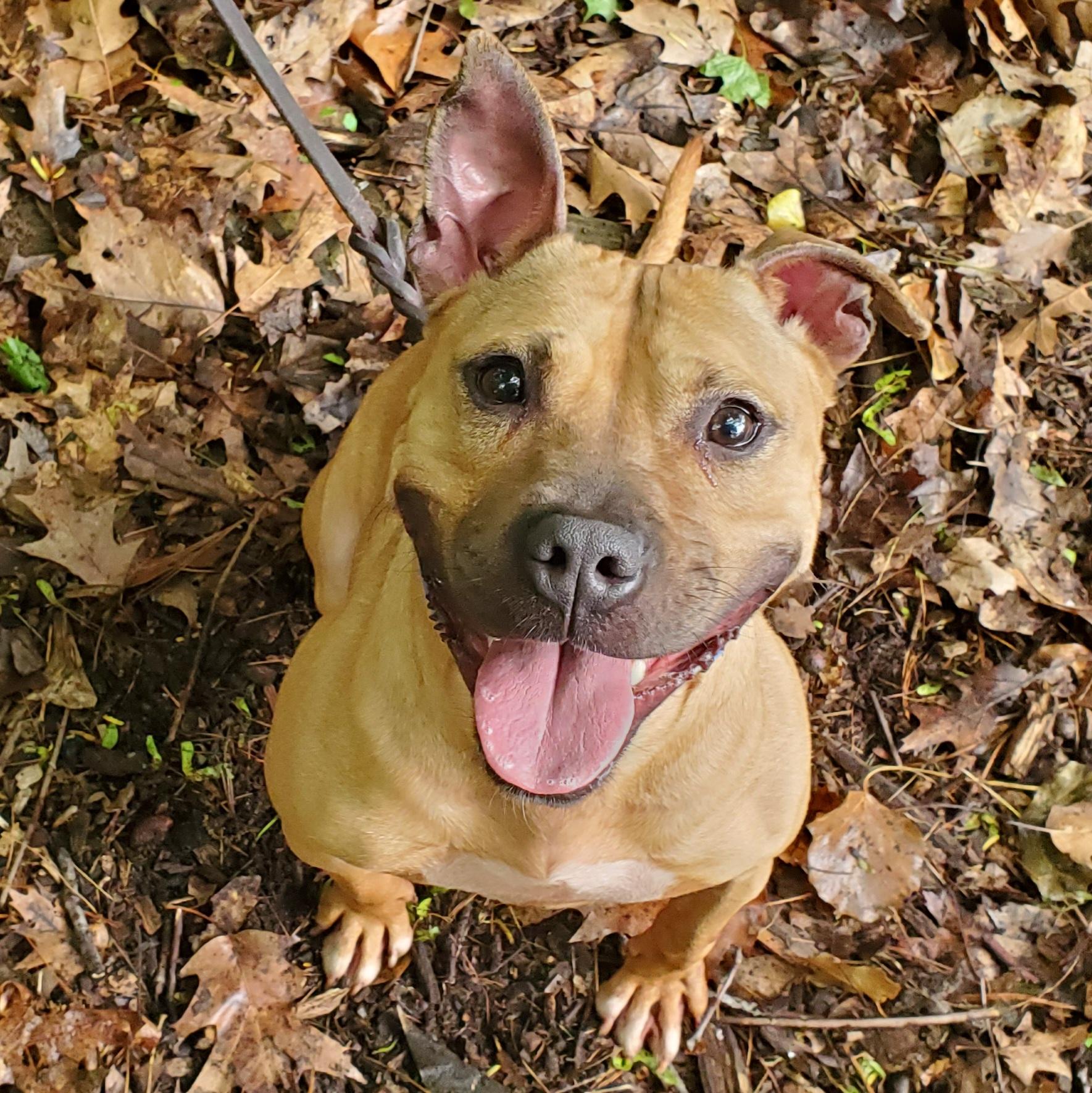 Enlarge Cardi, a Adoptable Pit Bull Terrier in Port Washington, NY image 2/3
