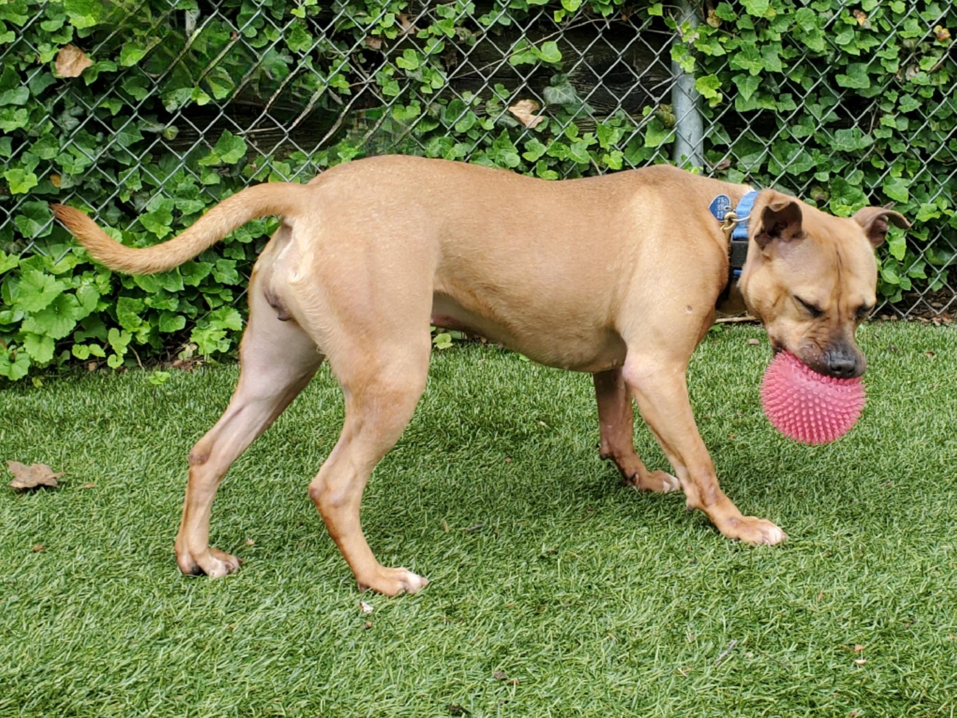 Enlarge Cardi, a Adoptable Pit Bull Terrier in Port Washington, NY image 3/3