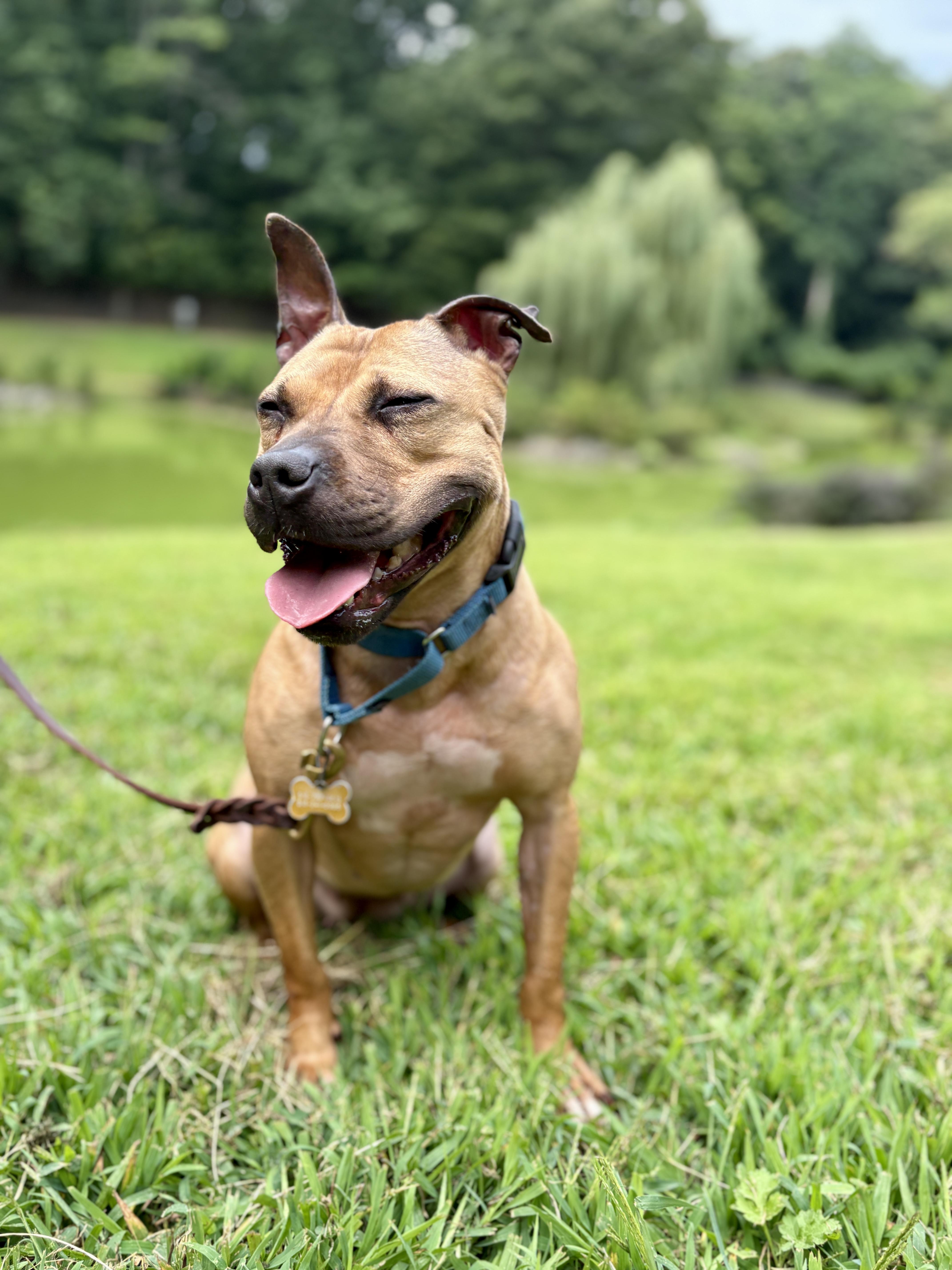Cardi, Adoptable, Adult Female Pit Bull Terrier.