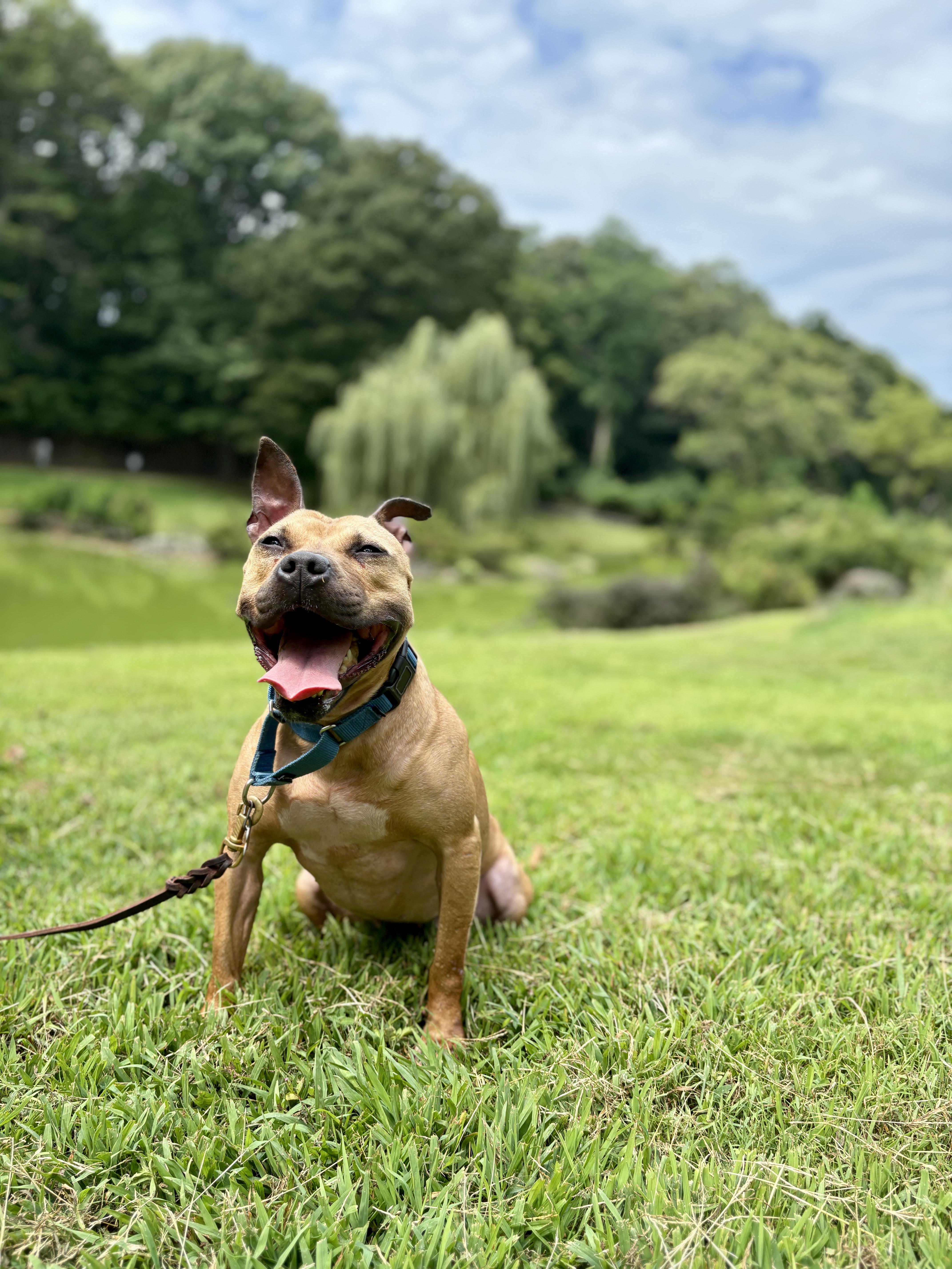 Enlarge Cardi, a Adoptable Pit Bull Terrier in Port Washington, NY image 6/6