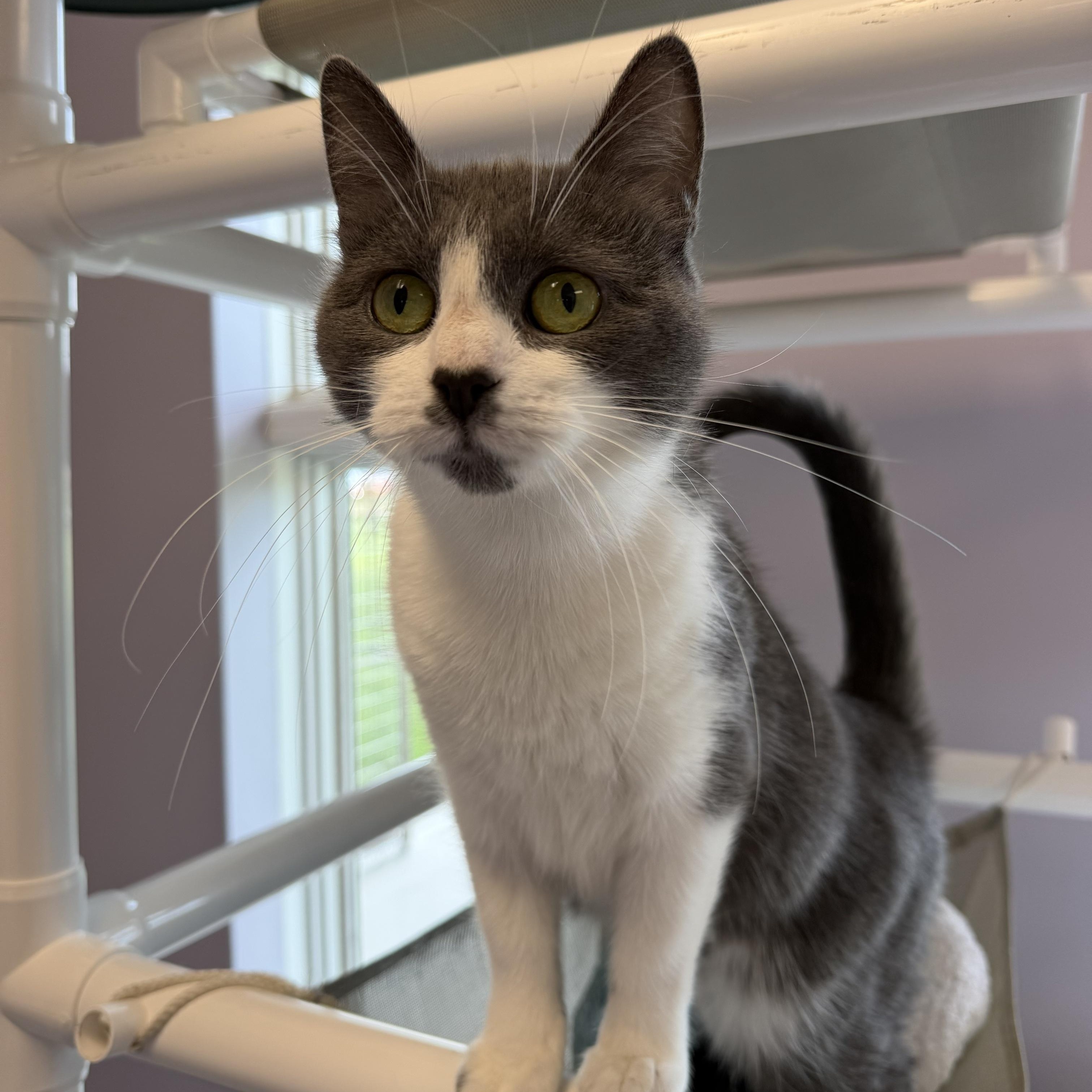 Ashlyn, a ADOPTABLE Domestic Short Hair in Cooperstown, NY image 4/4
