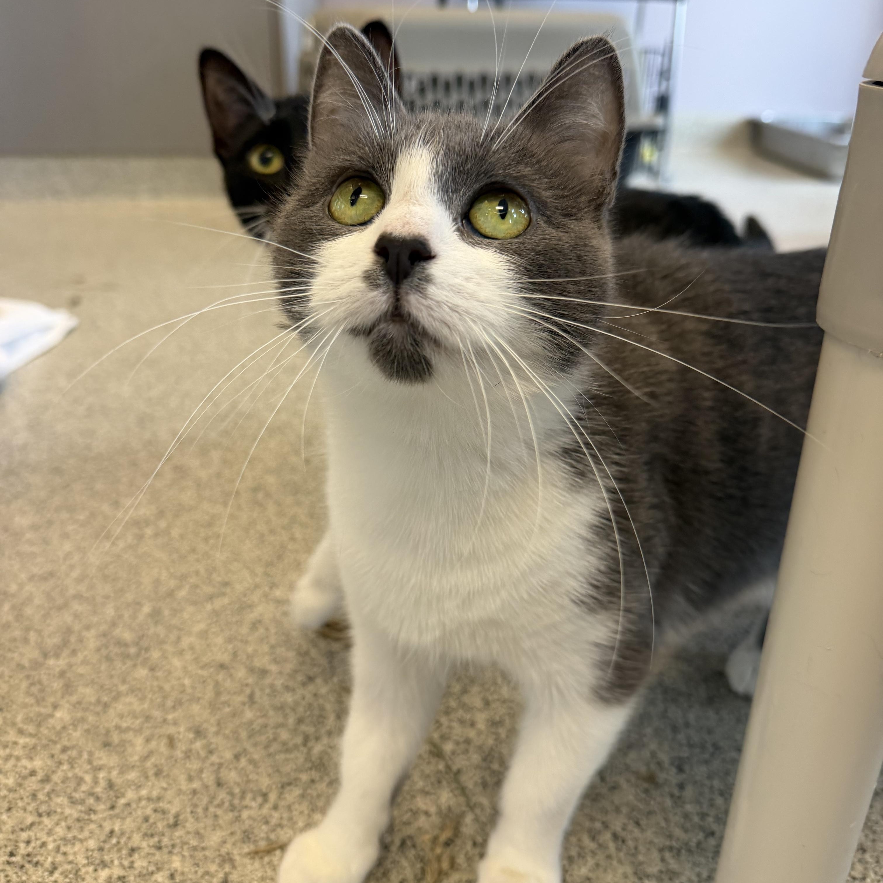 Ashlyn, a ADOPTABLE Domestic Short Hair in Cooperstown, NY image 2/4