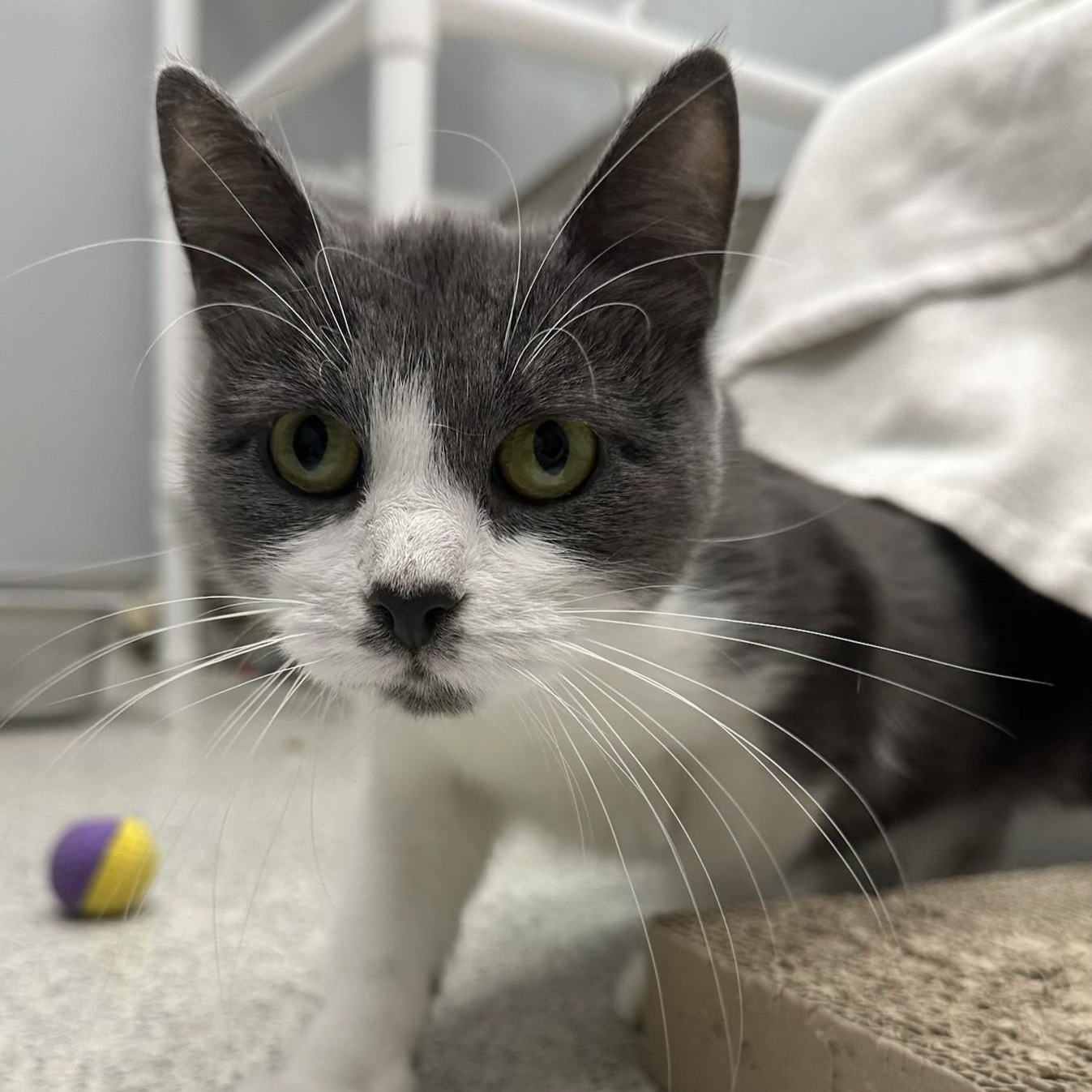 Ashlyn, a ADOPTABLE Domestic Short Hair in Cooperstown, NY image 3/4