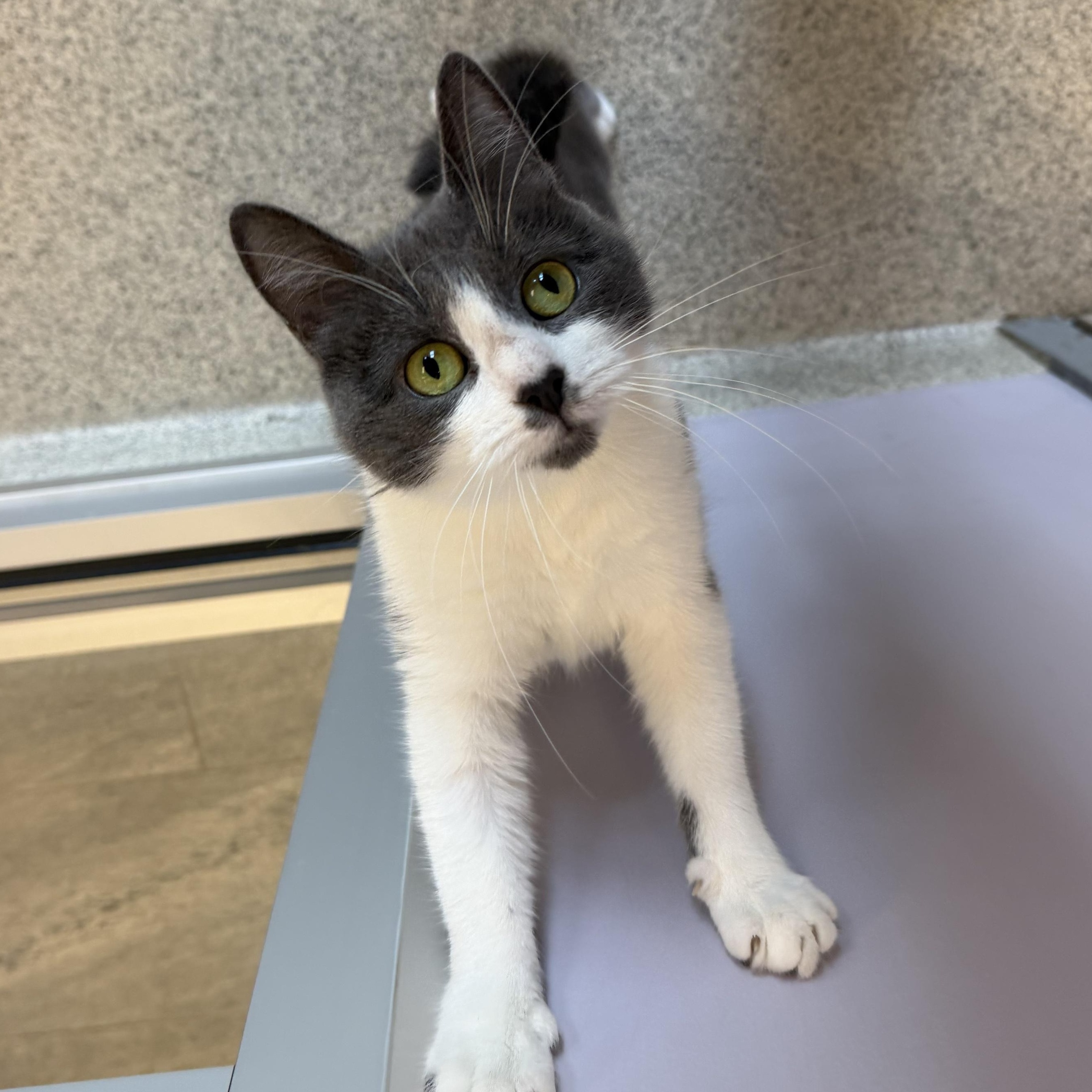 Ashlyn, a ADOPTABLE Domestic Short Hair in Cooperstown, NY image 1/4