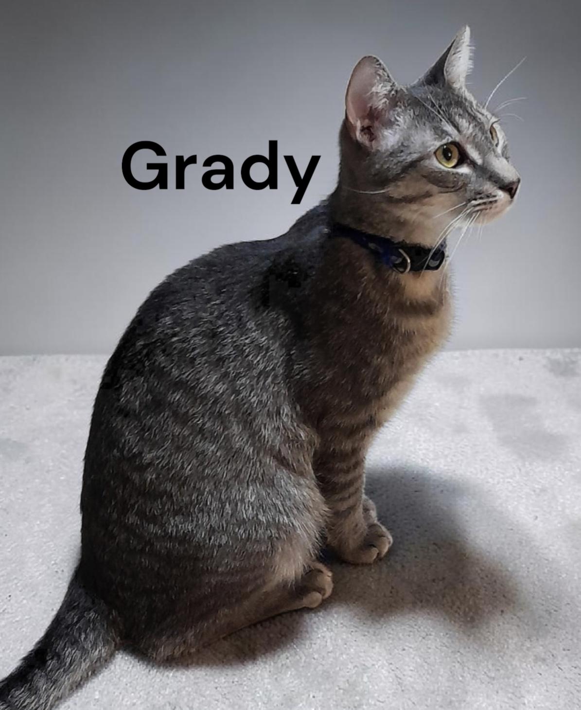 Grady, Adoptable, Young Male Tabby.