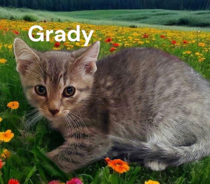Enlarge Grady, a Adoptable Tabby in Weems, VA image 1/1
