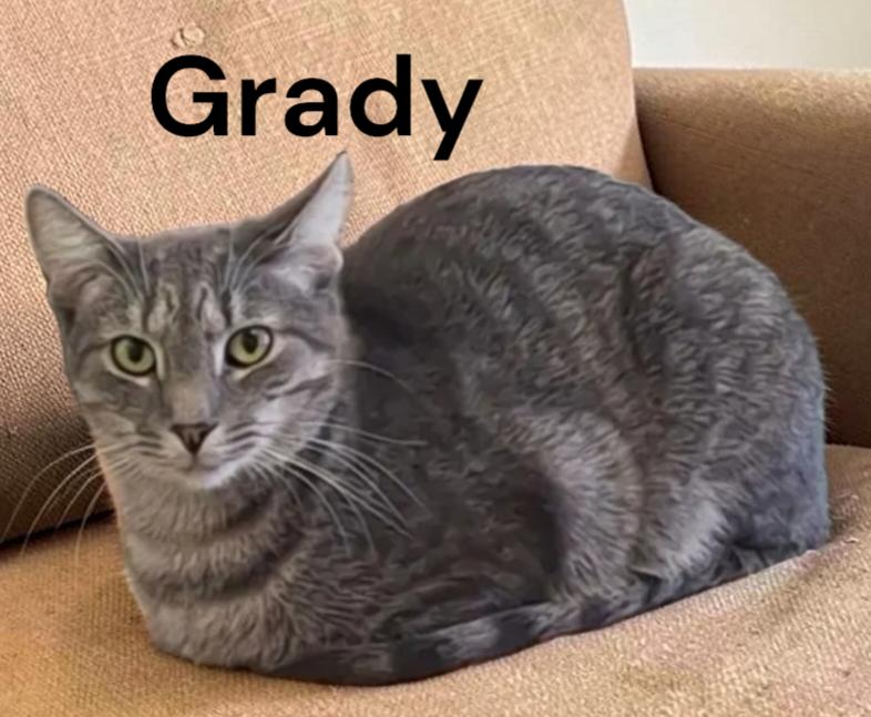 Enlarge Grady, a Adoptable Tabby in Chesapeake, VA image 2/3