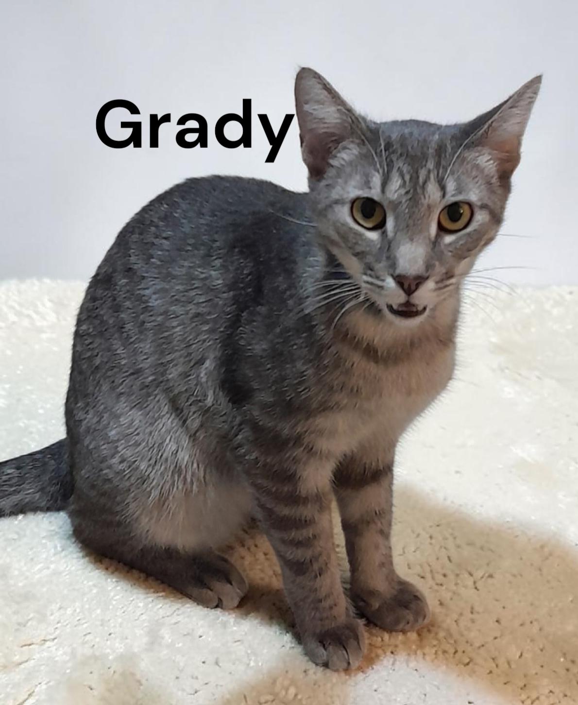 Grady, a Adoptable Tabby in Weems, VA image 2/3