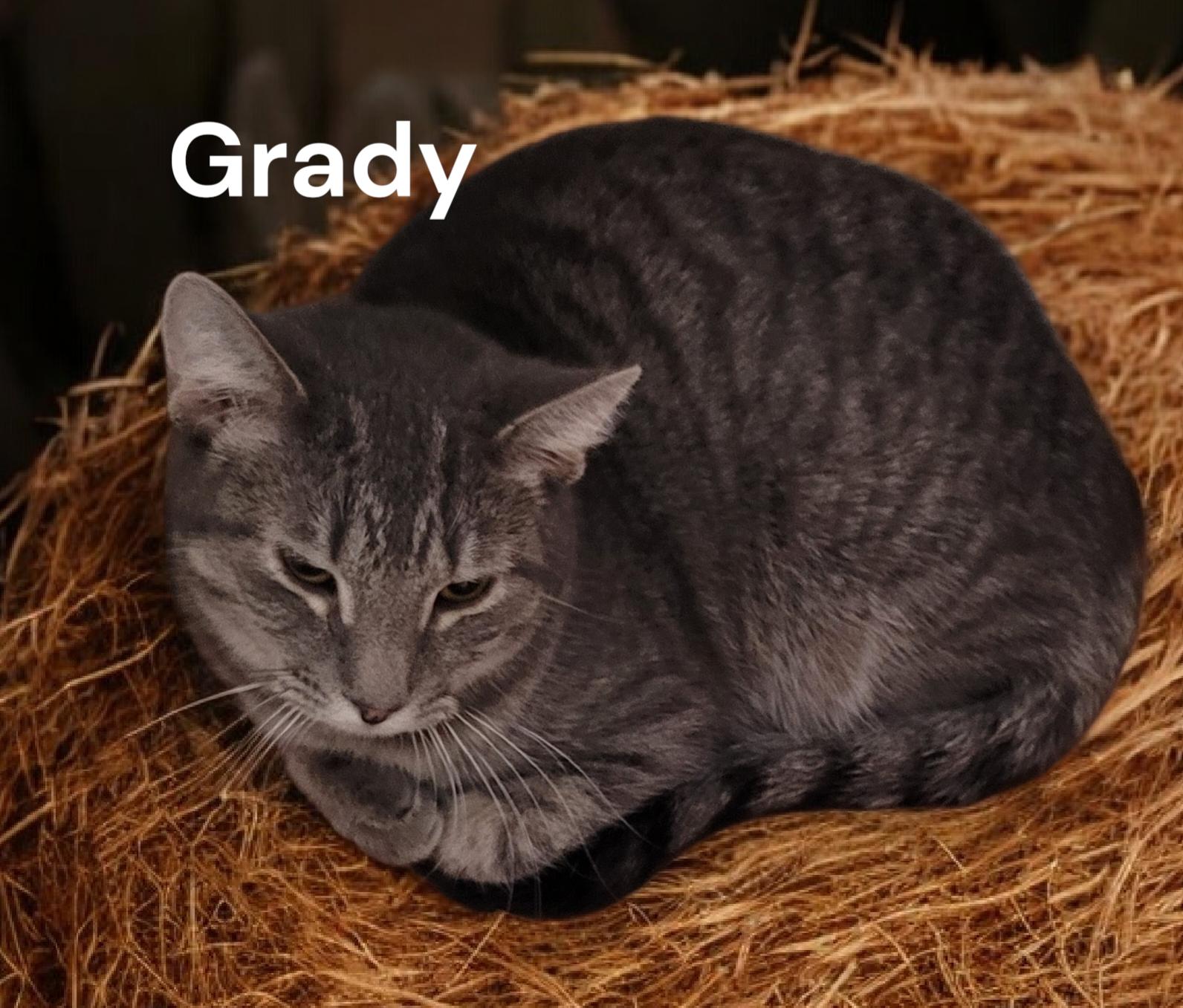 Enlarge Grady, a Adoptable Tabby in Weems, VA image 1/2