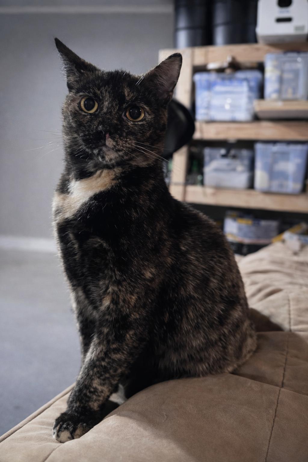 Enlarge Grace and Frankie, a Adoptable Tortoiseshell in Wantage, NJ image 5/5