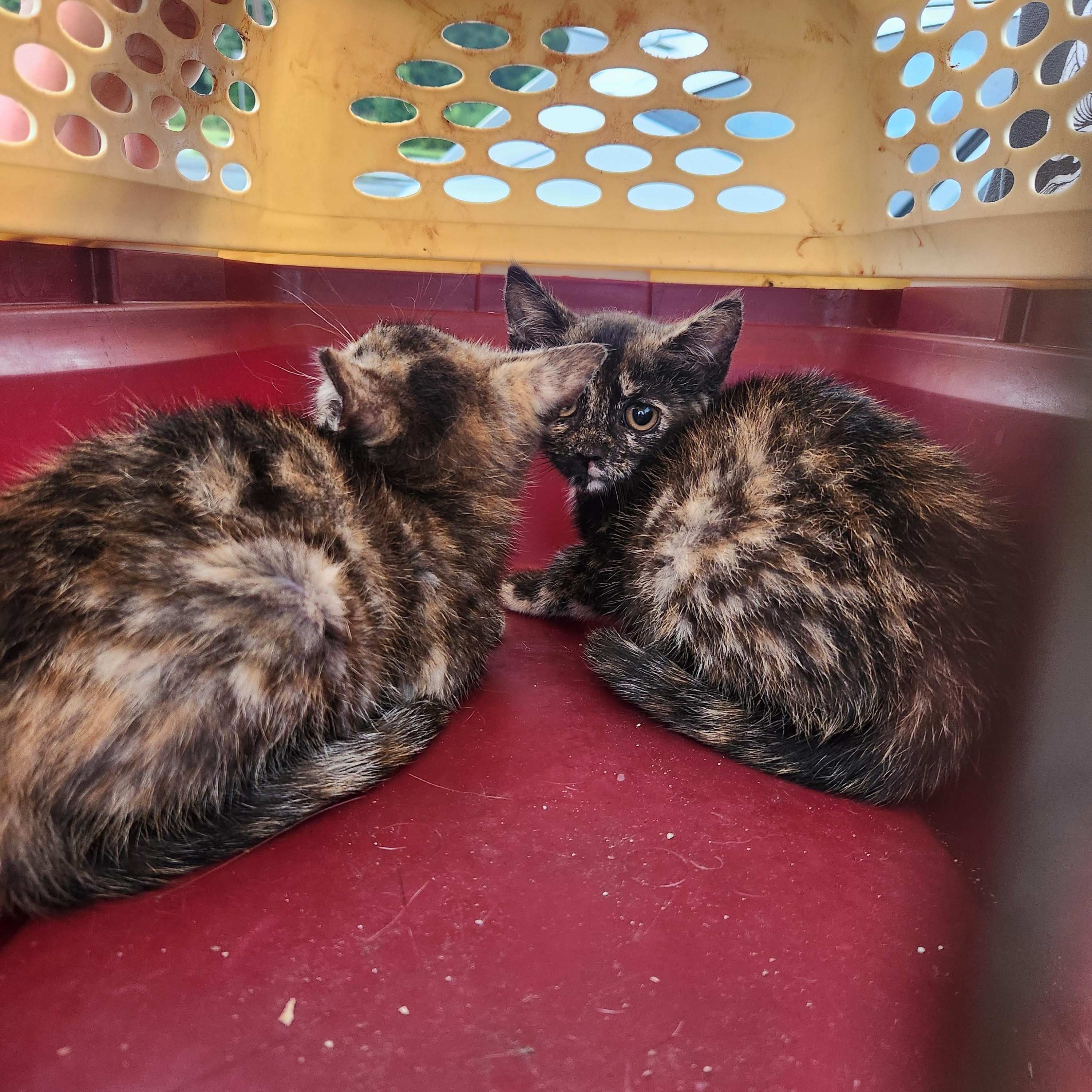 Enlarge Grace and Frankie, a Adoptable Tortoiseshell in Wantage, NJ image 2/5
