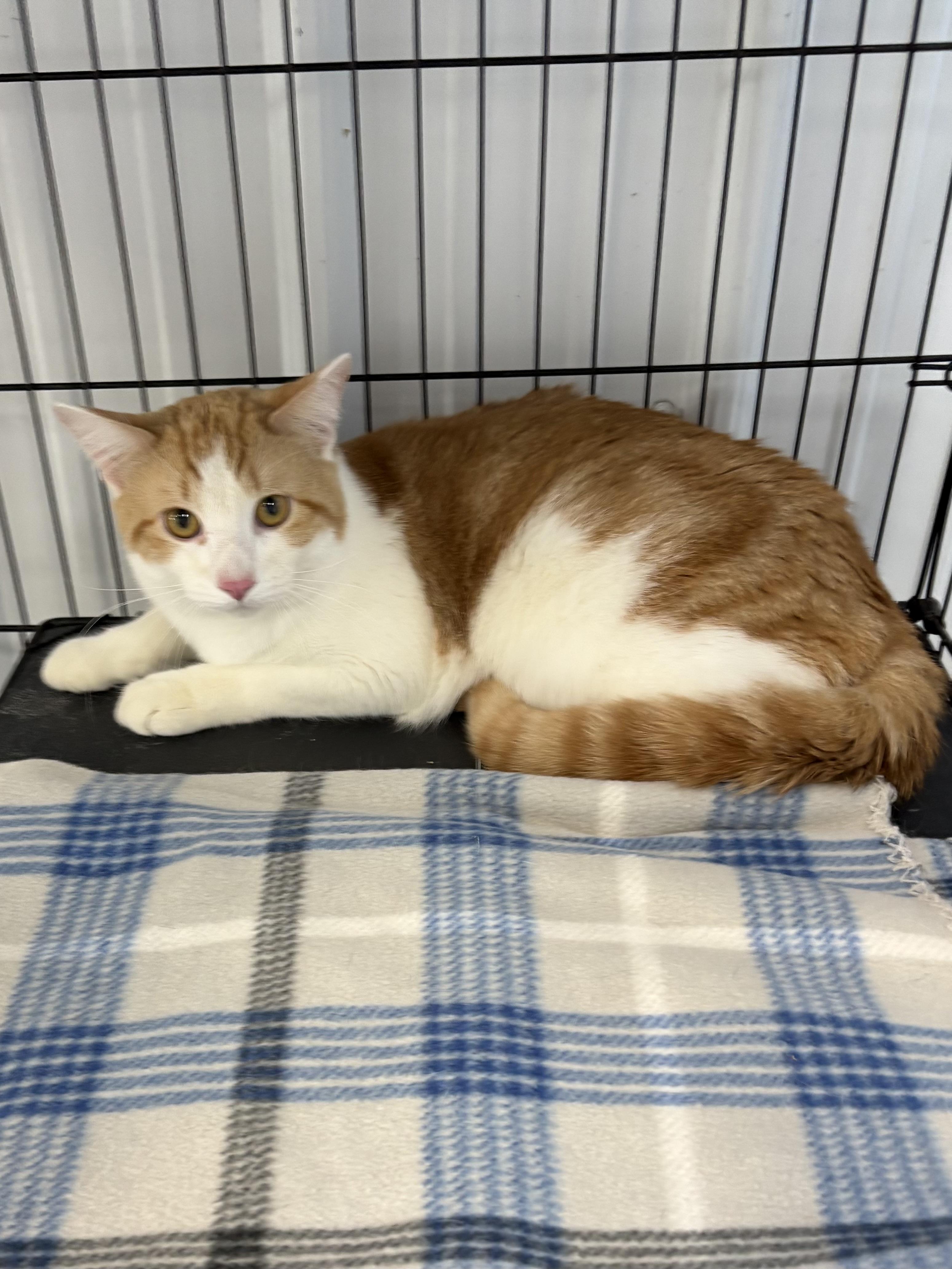 Don Diego, a ADOPTABLE American Shorthair in Big Rapids, MI image 1/3