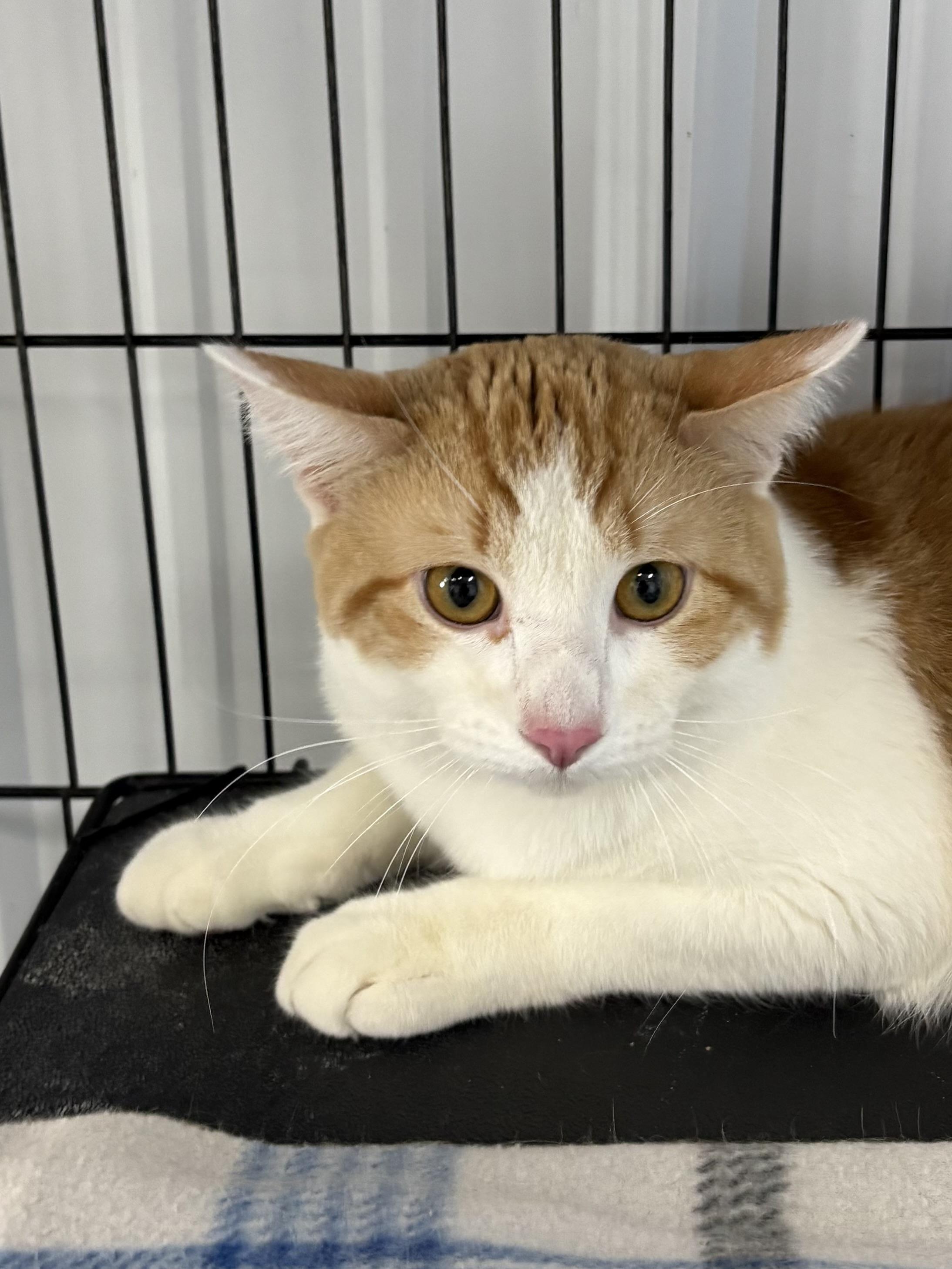 Don Diego, a ADOPTABLE American Shorthair in Big Rapids, MI image 2/3