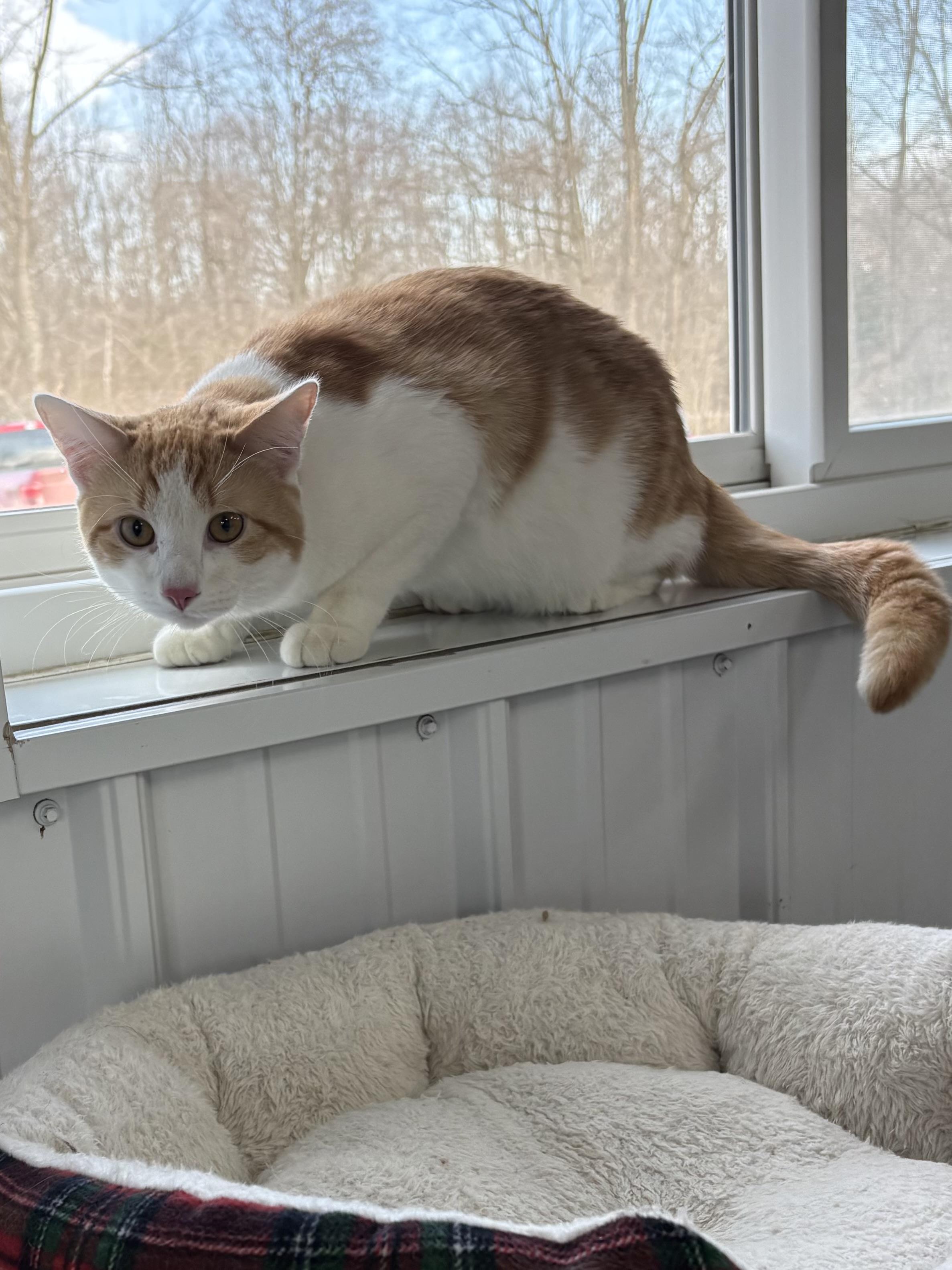 Don Diego, a ADOPTABLE American Shorthair in Big Rapids, MI image 3/3