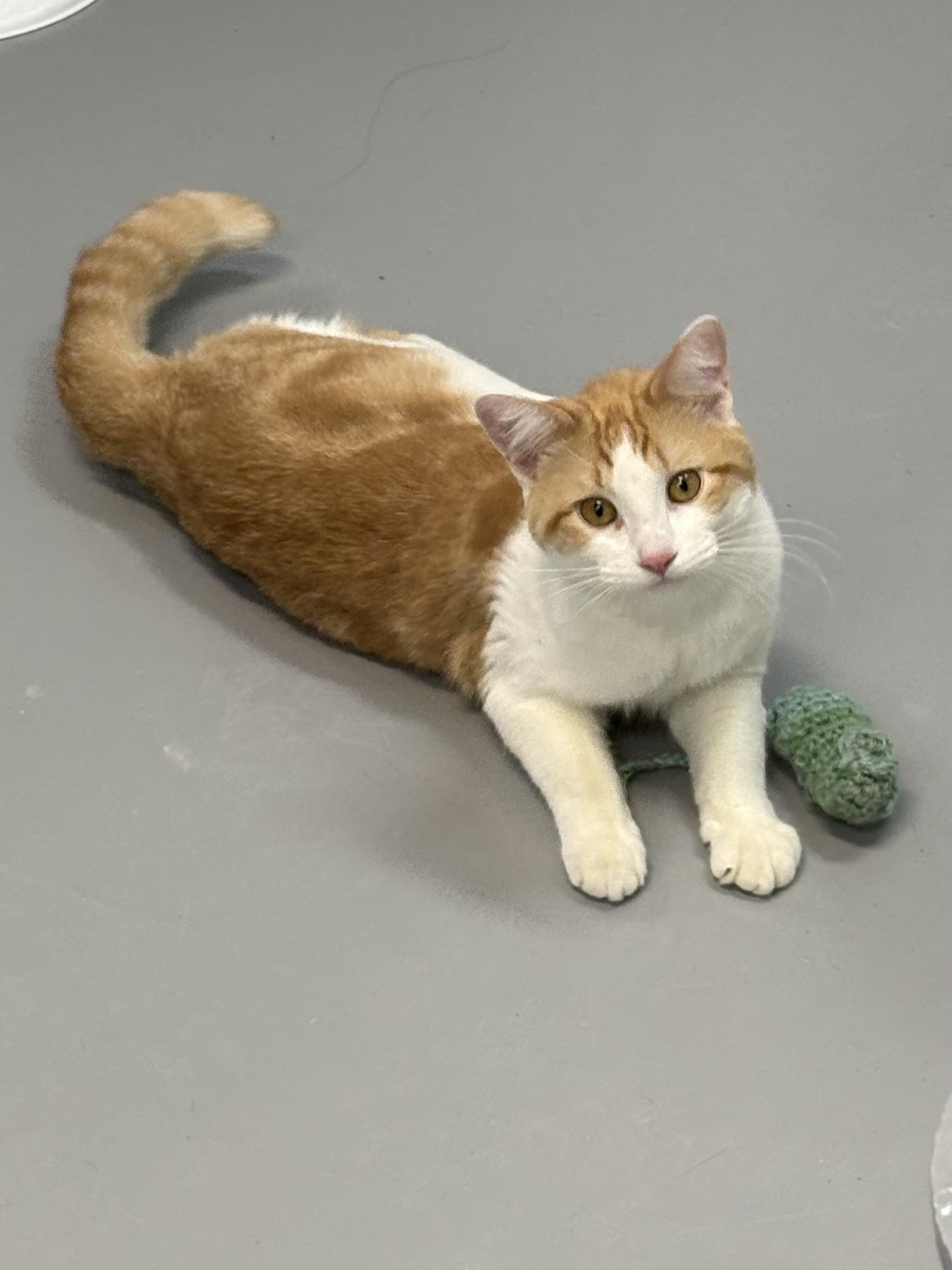 Enlarge Don Diego, a ADOPTABLE American Shorthair in Big Rapids, MI image 2/5