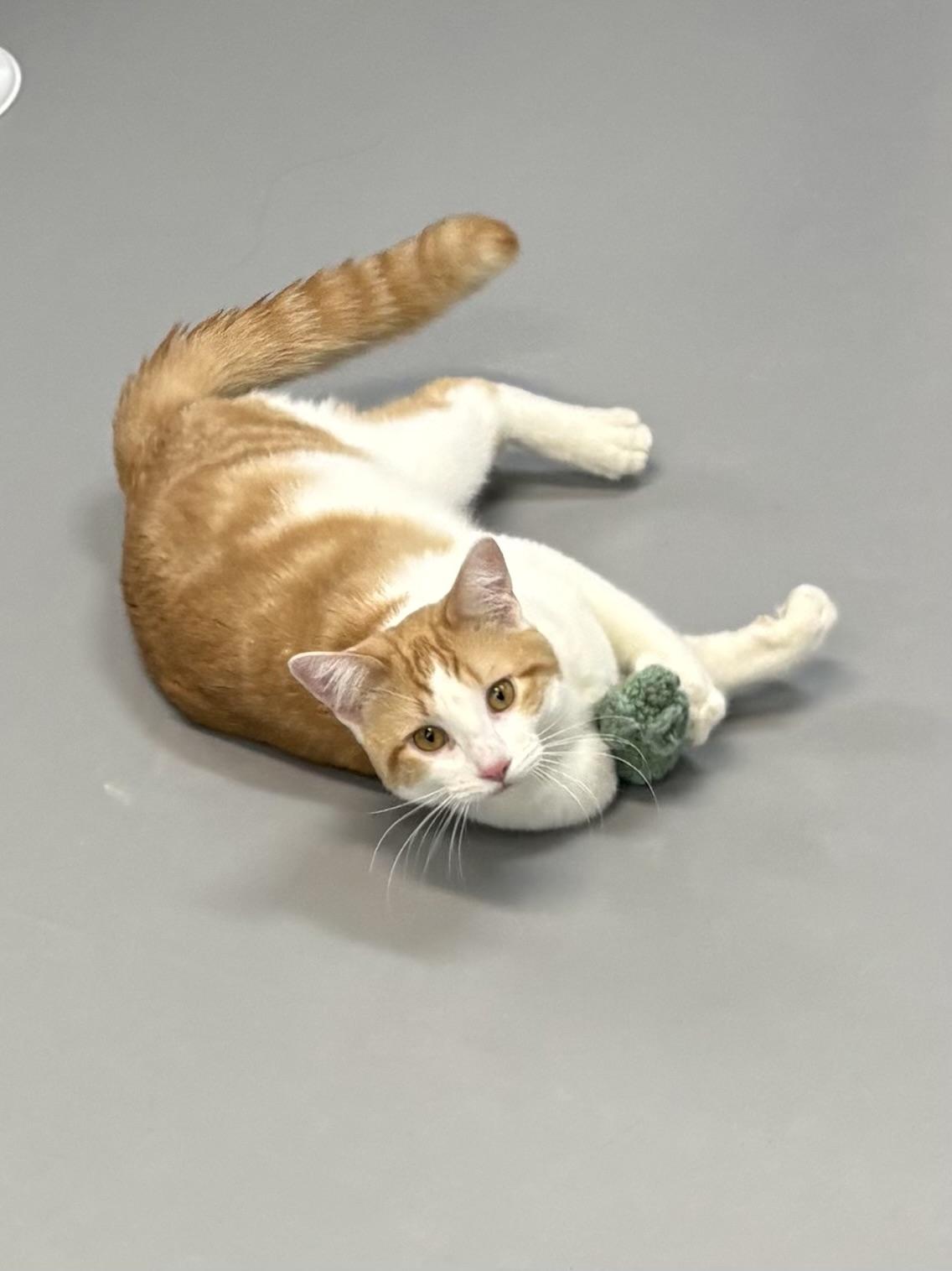 Enlarge Don Diego, a ADOPTABLE American Shorthair in Big Rapids, MI image 3/5