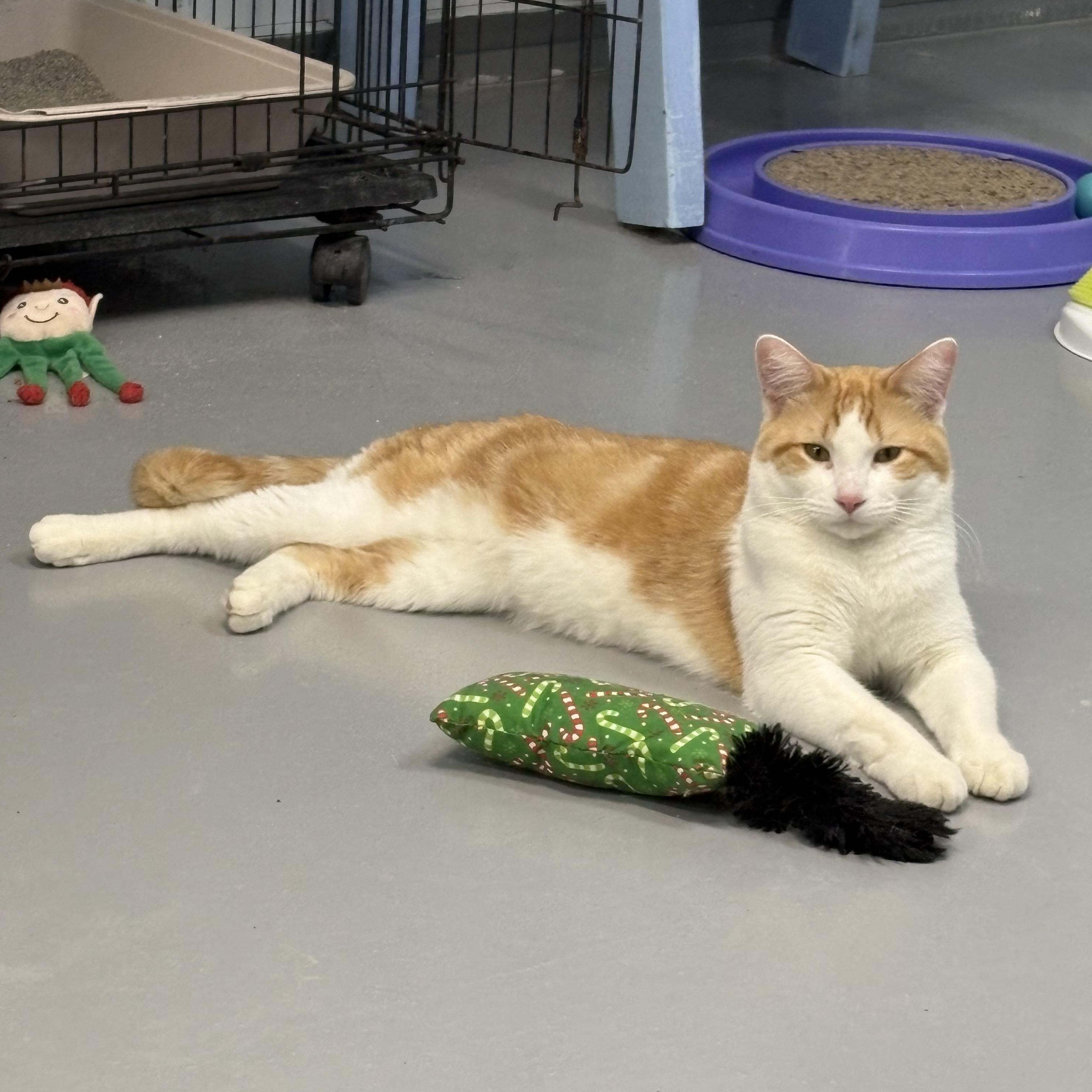 Don Diego, ADOPTABLE, Adult Male American Shorthair.