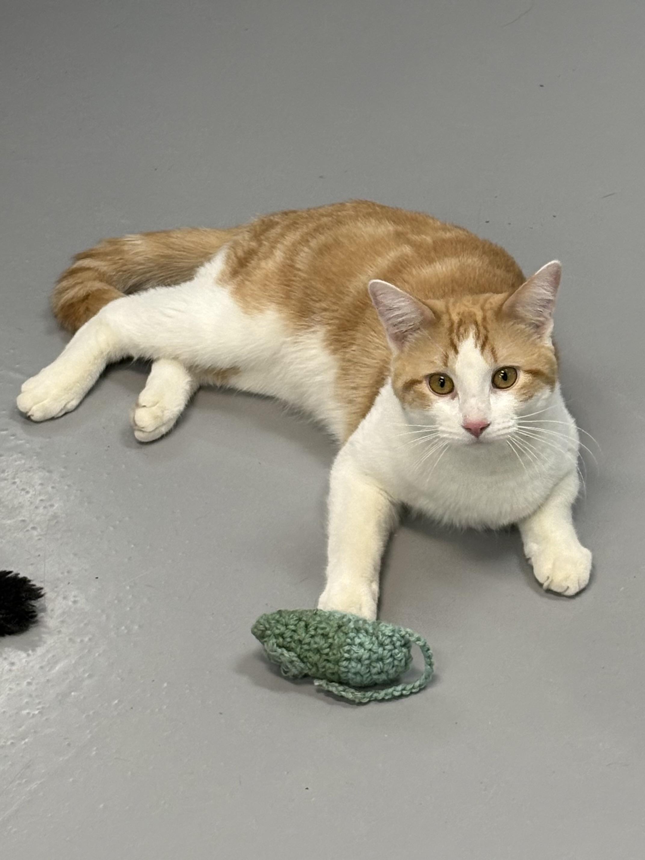 Enlarge Don Diego, a ADOPTABLE American Shorthair in Big Rapids, MI image 4/5