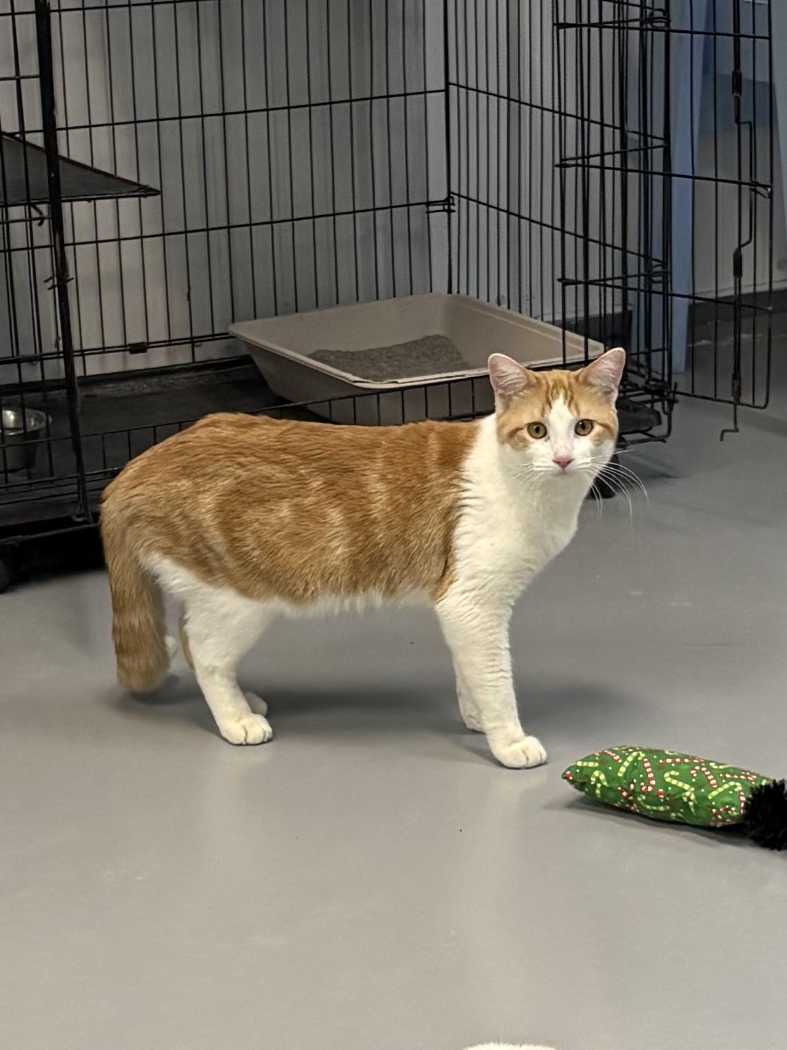 Enlarge Don Diego, a ADOPTABLE American Shorthair in Big Rapids, MI image 5/5