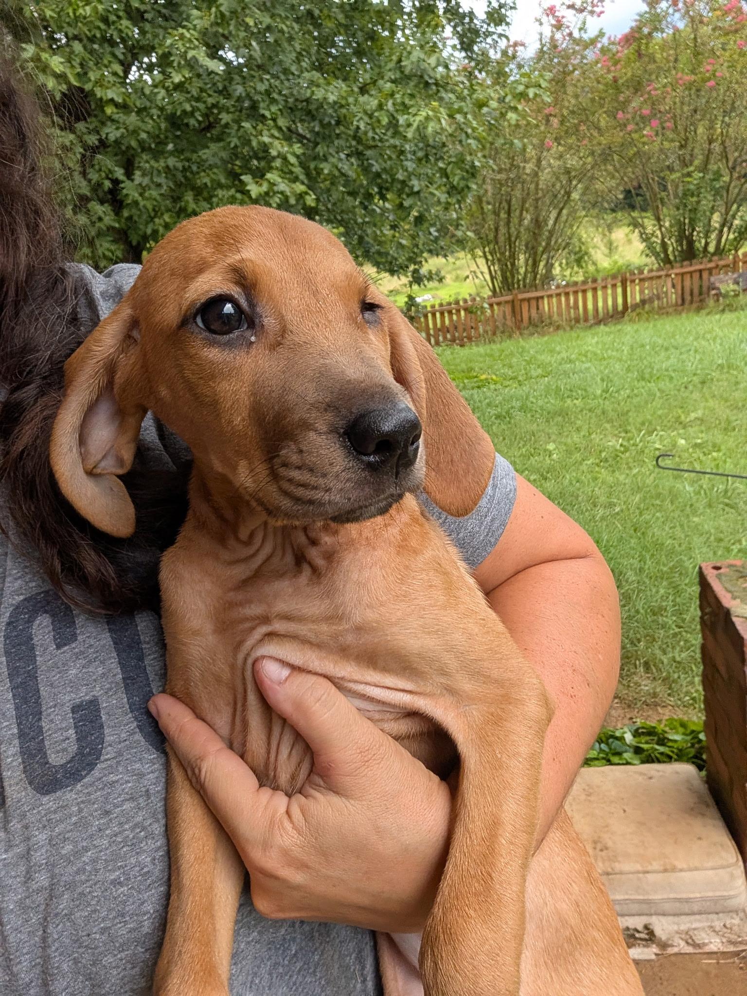 Willow, adopted, Young Female Redbone Coonhound.