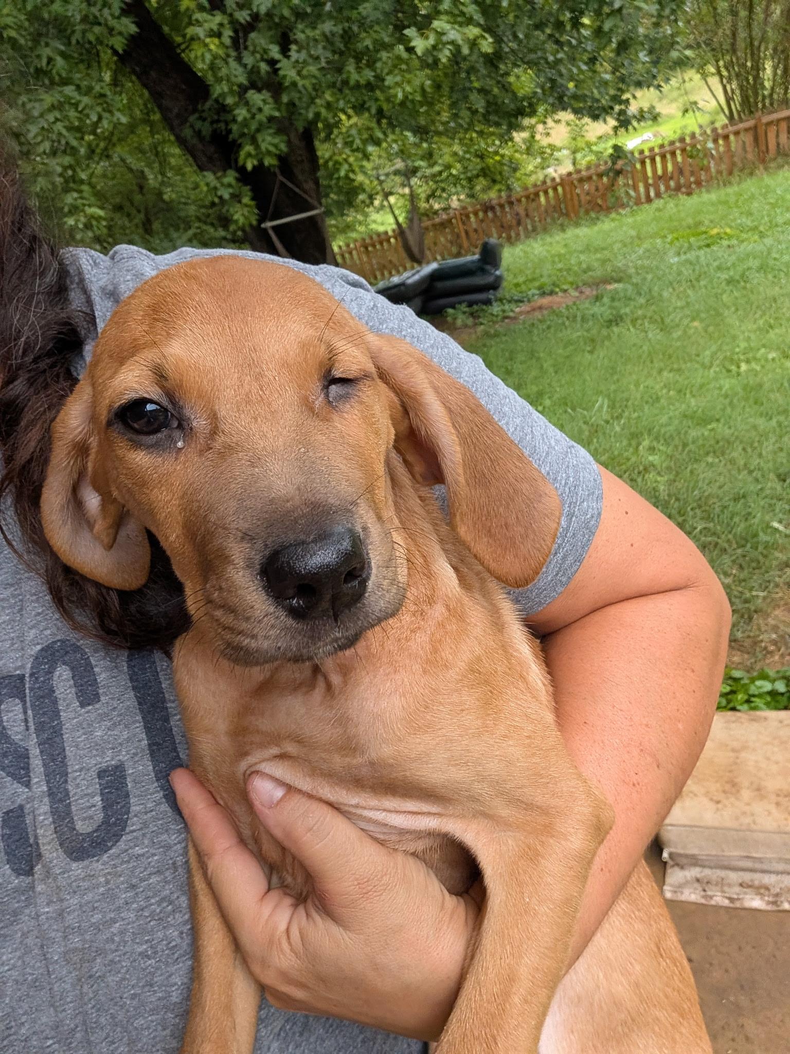 Enlarge Willow, an adopted mixed breed in Cosby, TN image 2/3