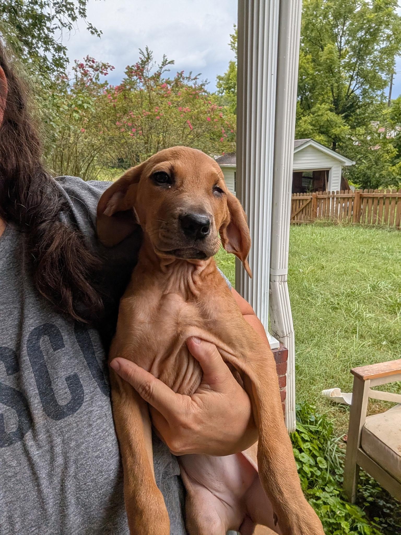 Enlarge Willow, an adopted mixed breed in Cosby, TN image 3/3