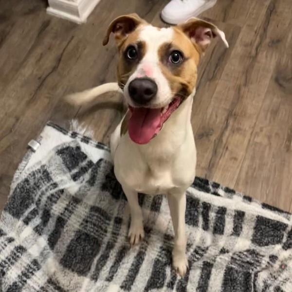 Enlarge Ava, a Adoptable mixed breed in Houston, TX image 2/3