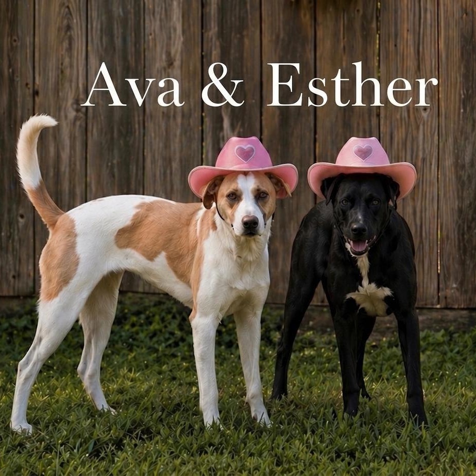 Enlarge Ava, a Adoptable mixed breed in Houston, TX image 3/3