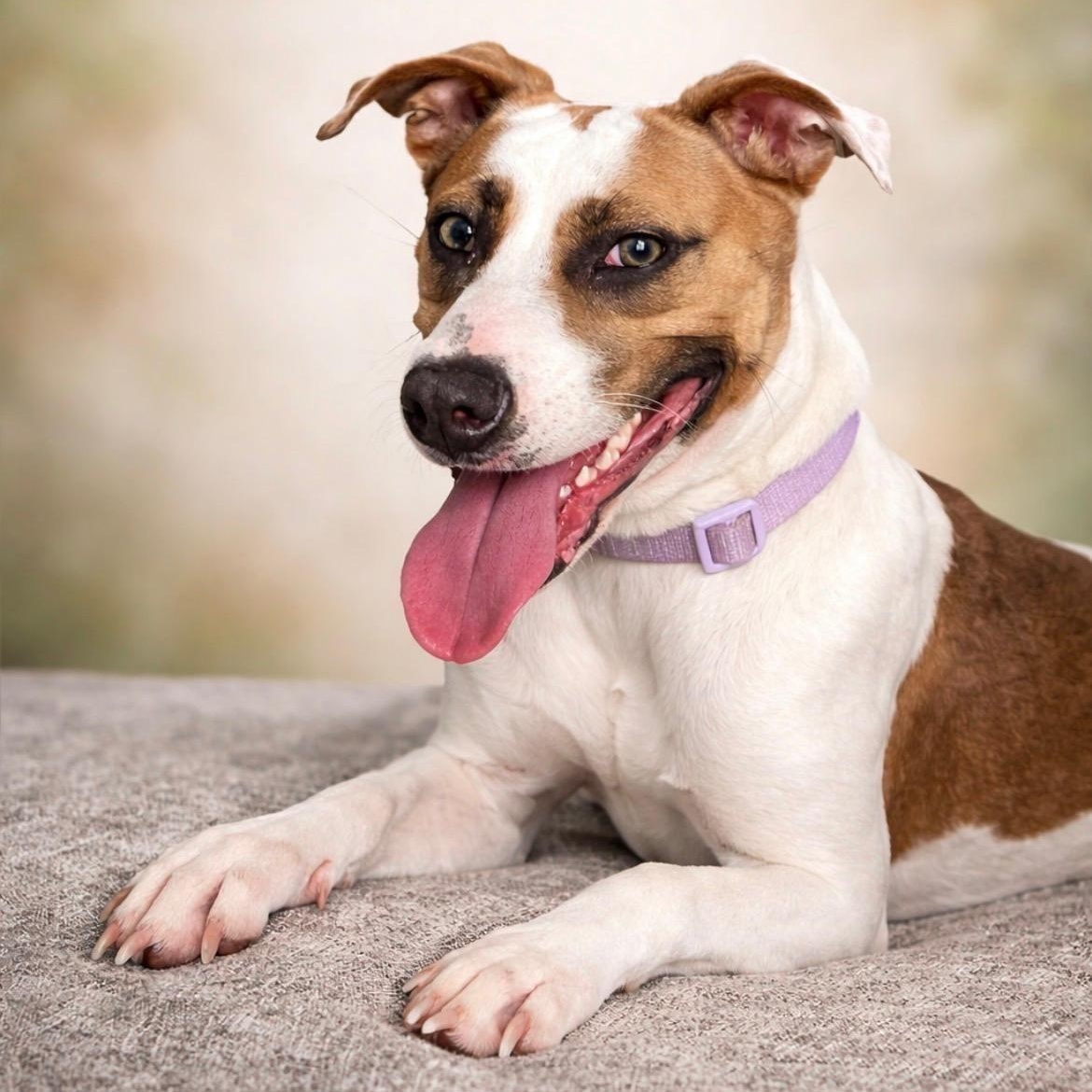Ava, Adoptable, Young Female Foxhound.