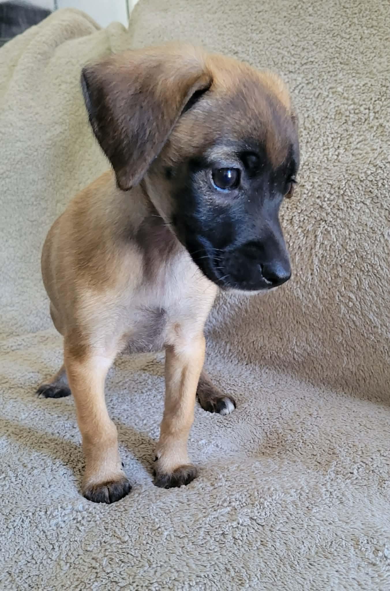 Enlarge Windemere, a ADOPTABLE mixed breed in China Township, MI image 3/6