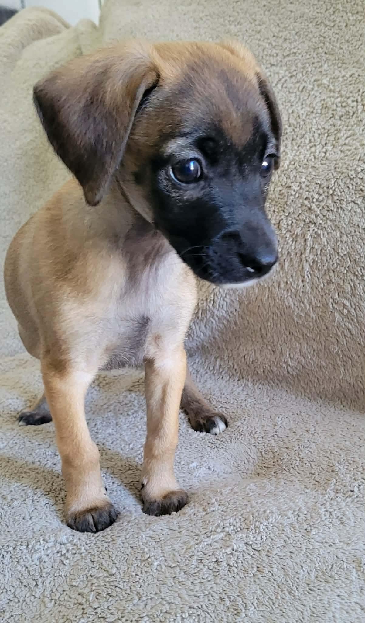 Enlarge Windemere, a ADOPTABLE mixed breed in China Township, MI image 4/6