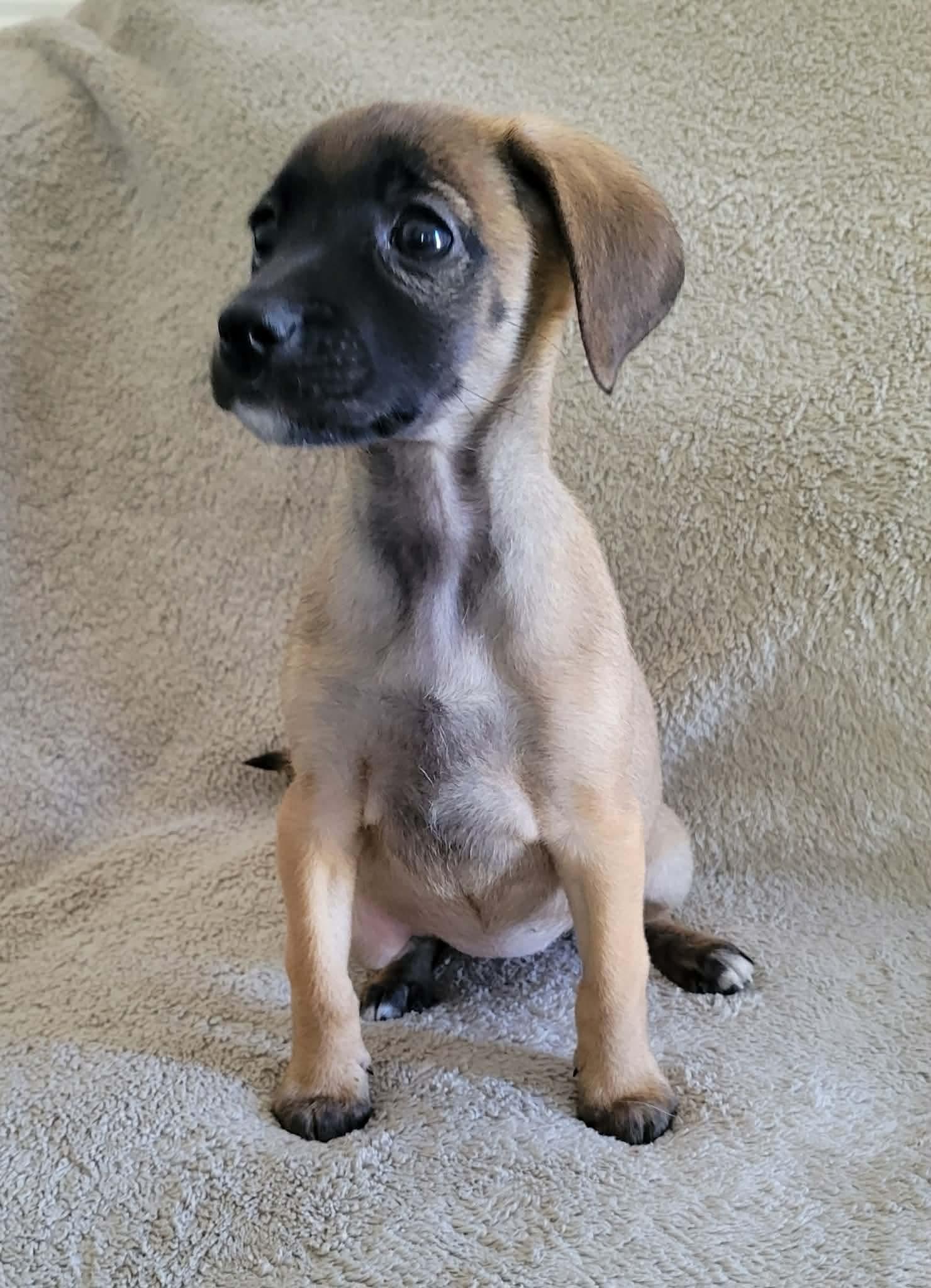 Enlarge Windemere, a ADOPTABLE mixed breed in China Township, MI image 5/6