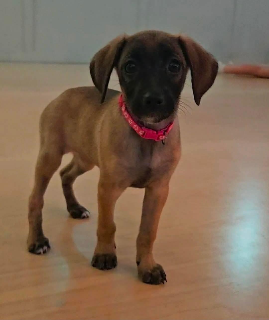 Windemere, ADOPTABLE, Puppy Female Hound.