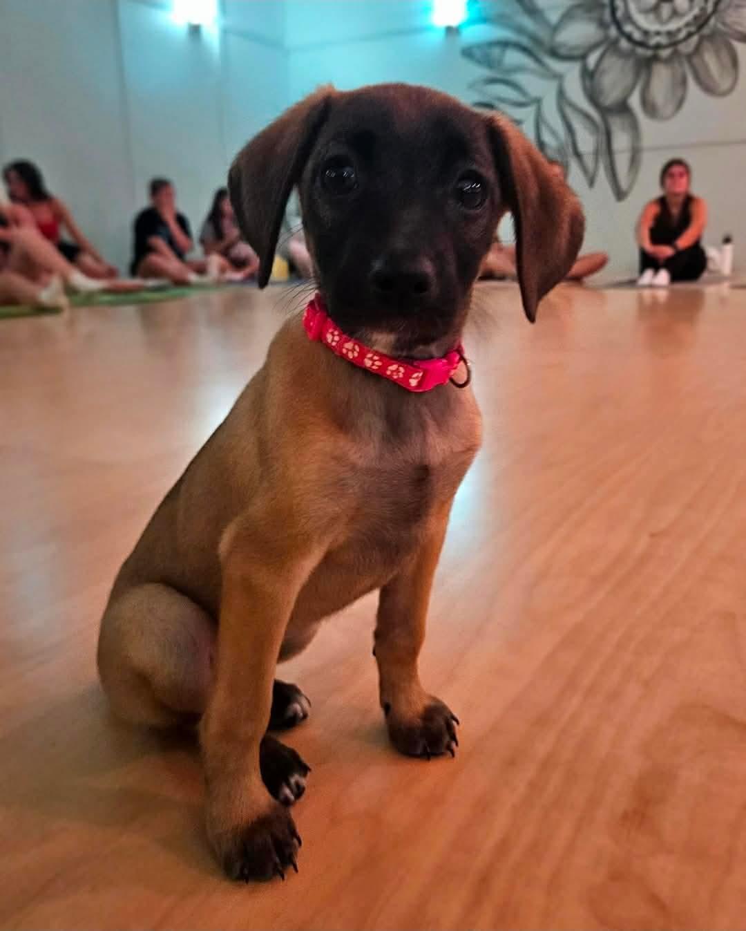 Enlarge Windemere, a ADOPTABLE mixed breed in China Township, MI image 6/6