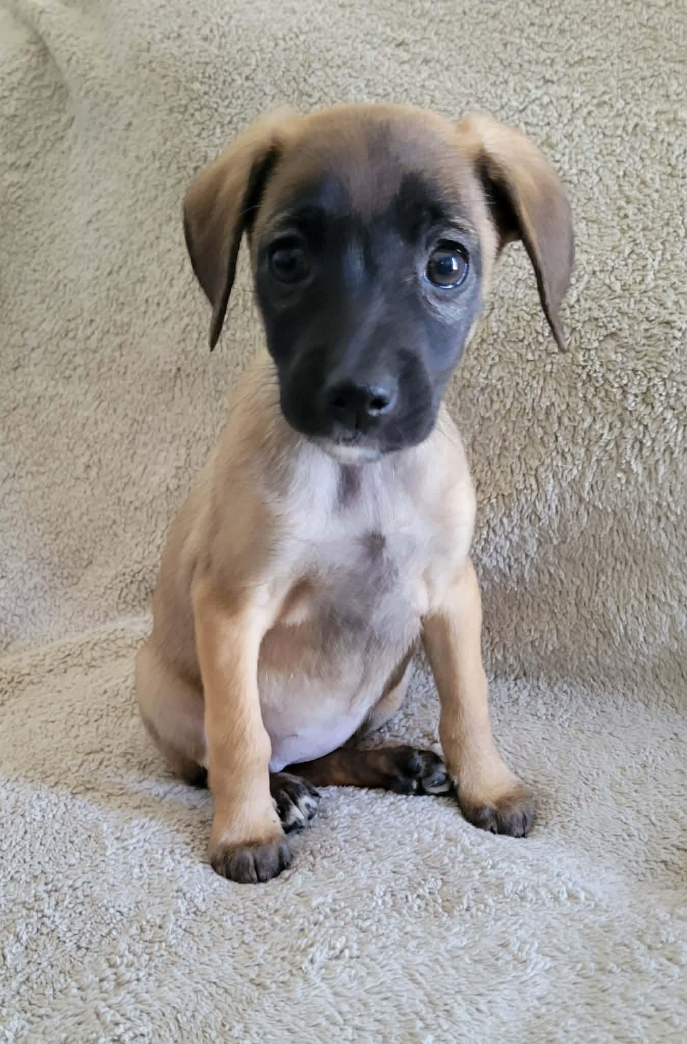 Enlarge Windemere, a ADOPTABLE mixed breed in China Township, MI image 2/6