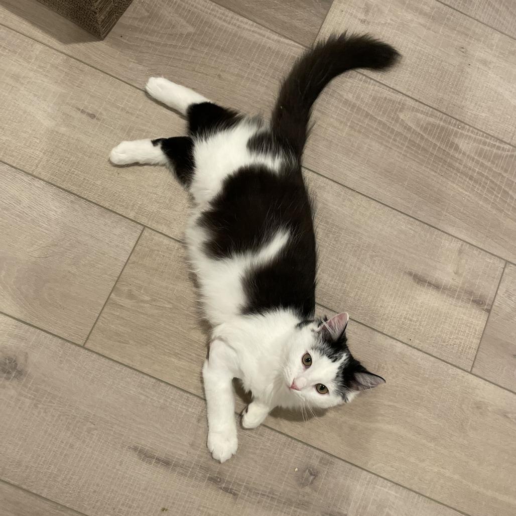 Enlarge Cork, a Adoptable Domestic Medium Hair in Newark, DE image 1/4