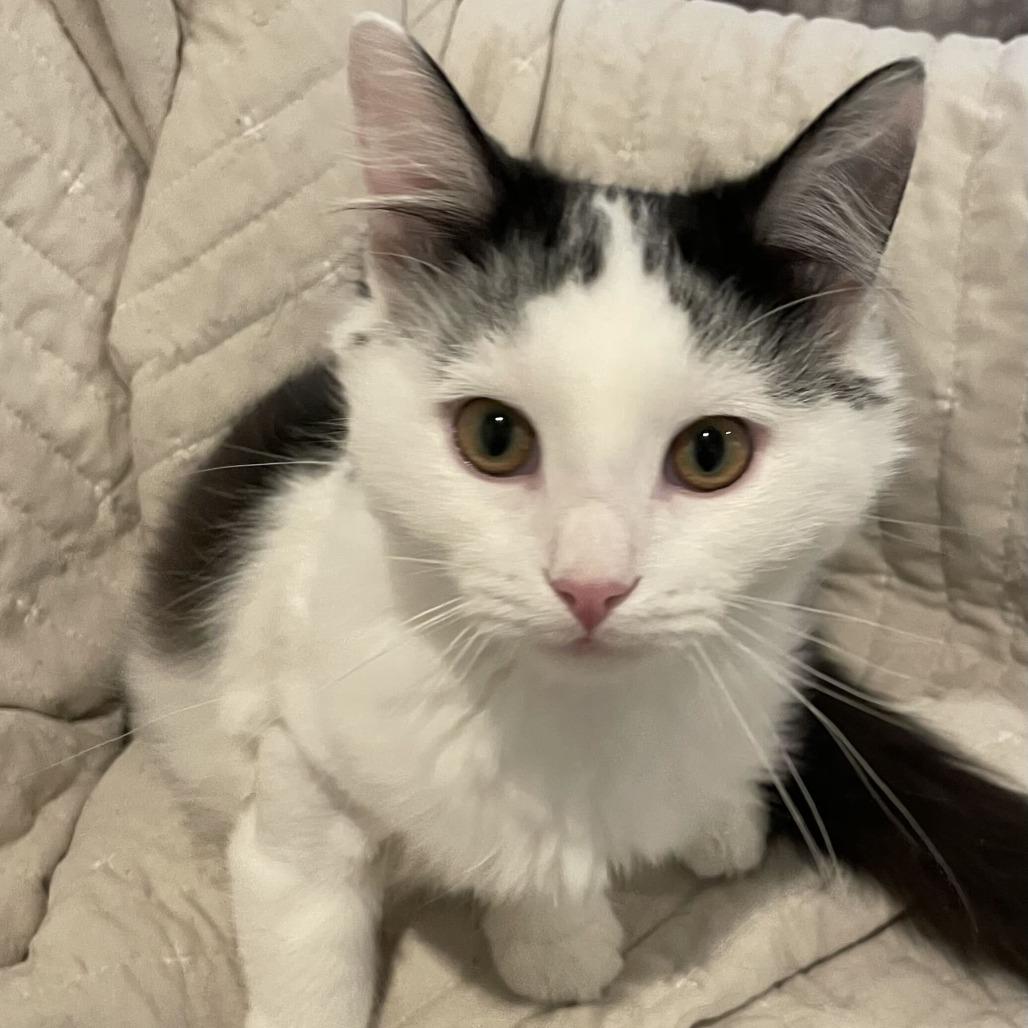 Enlarge Cork, a Adoptable Domestic Medium Hair in Newark, DE image 2/4